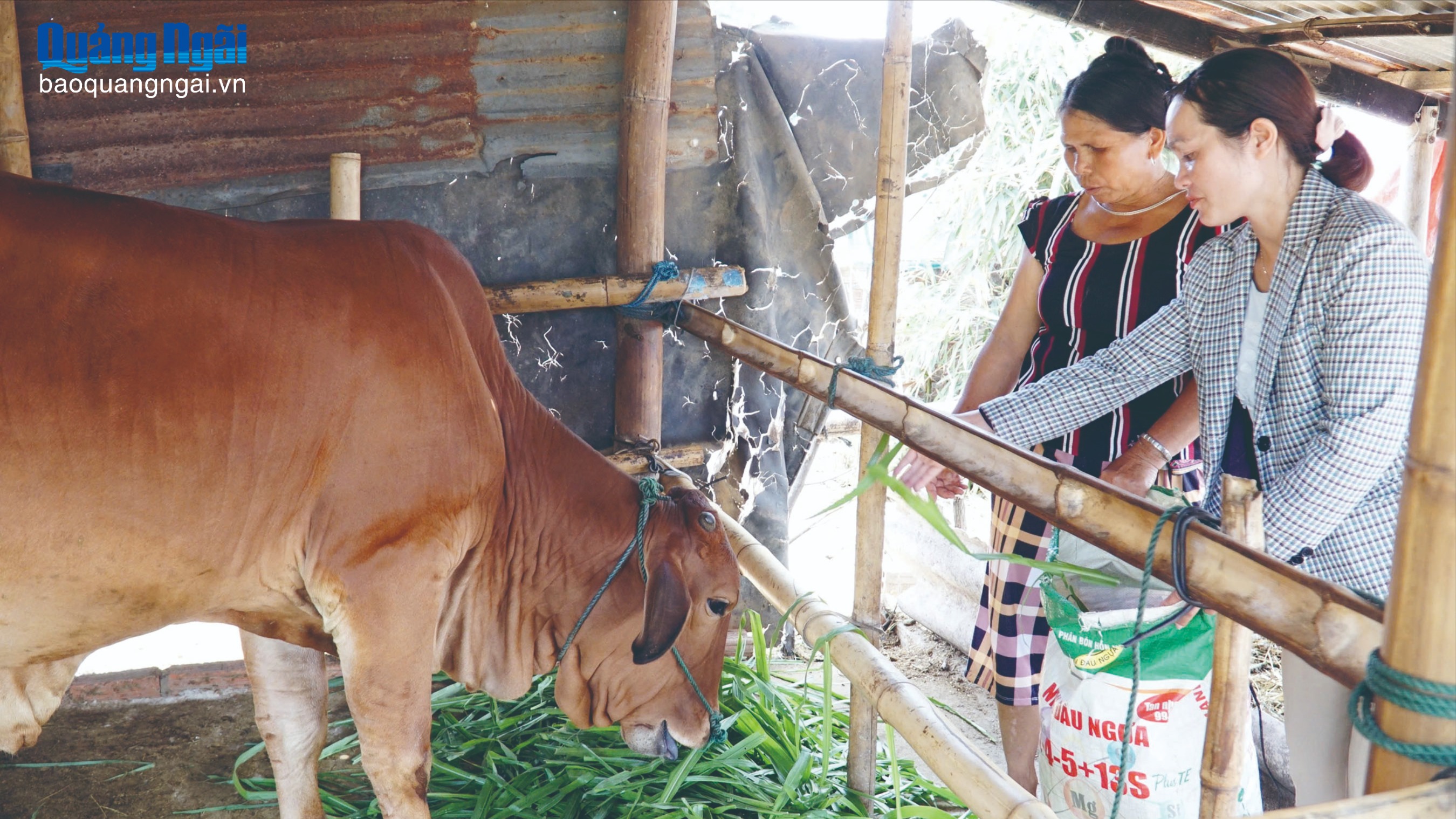 Hỗ trợ bò giống giúp người dân thoát nghèo