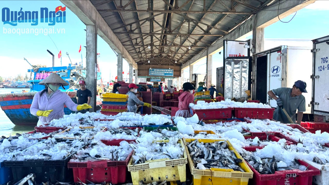 Linh hoạt khai thác hải sản