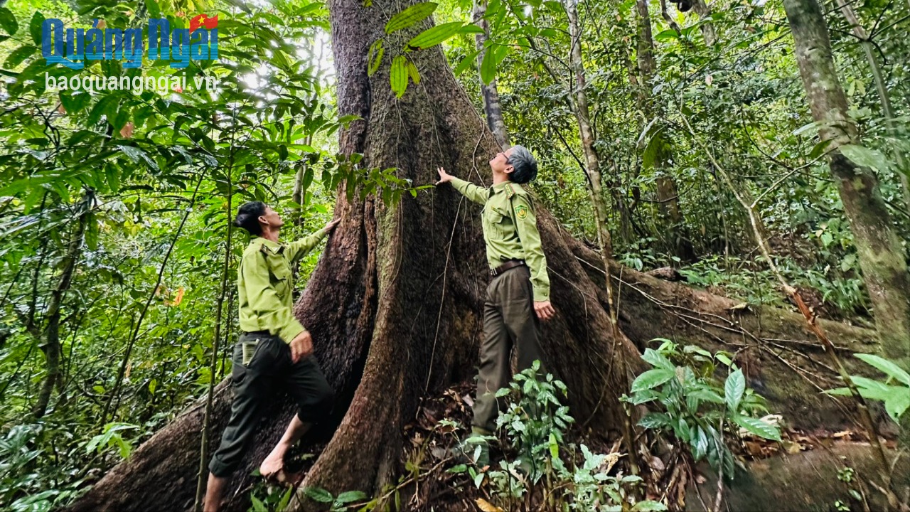Hình thành “lá chắn” phòng, chống thiên tai