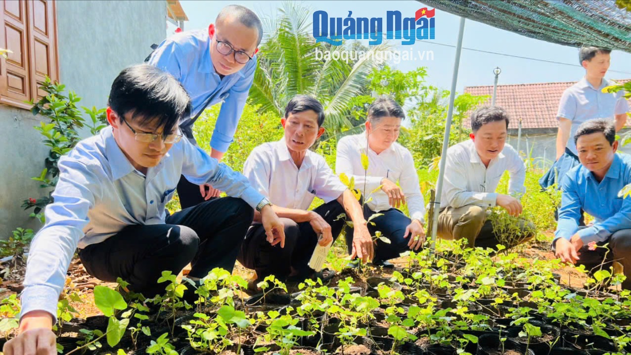 Kỳ vọng phục hồi loài sâm quý