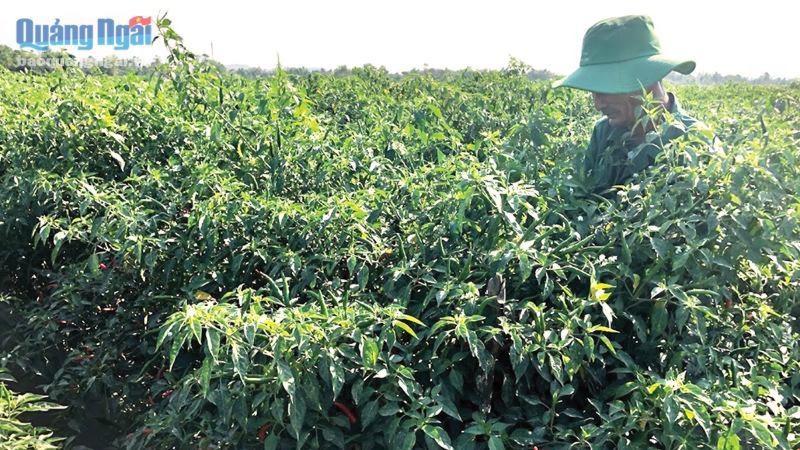 Đẩy mạnh sản xuất, chế biến và xuất khẩu nông sản