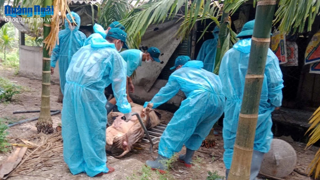 Xuất hiện ổ dịch tả heo Châu Phi tại phường Trương Quang Trọng