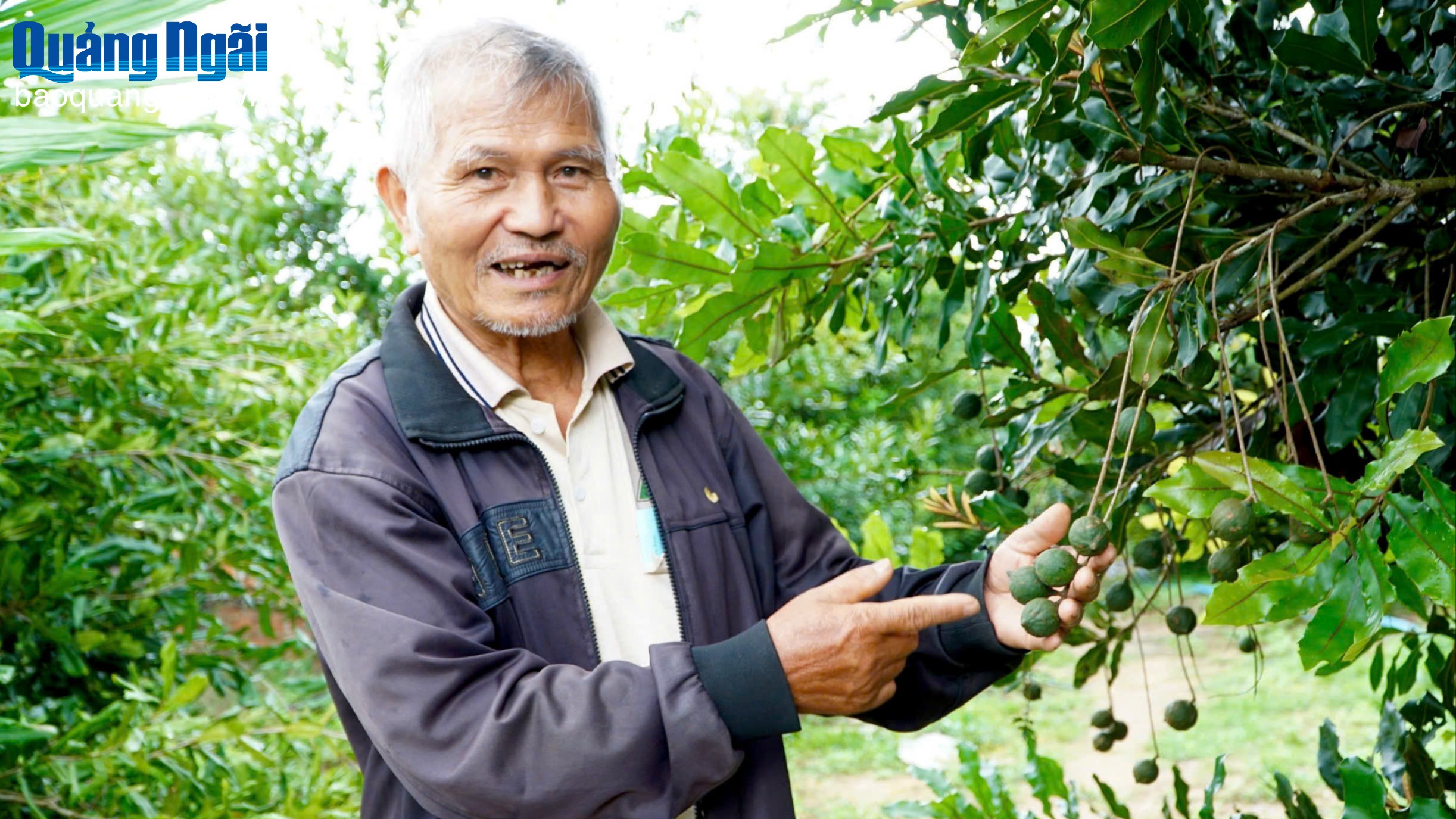 Làm giàu từ mắc ca