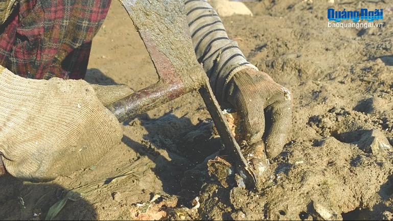 Lộc trời từ những mỏm đá nơi bãi sông