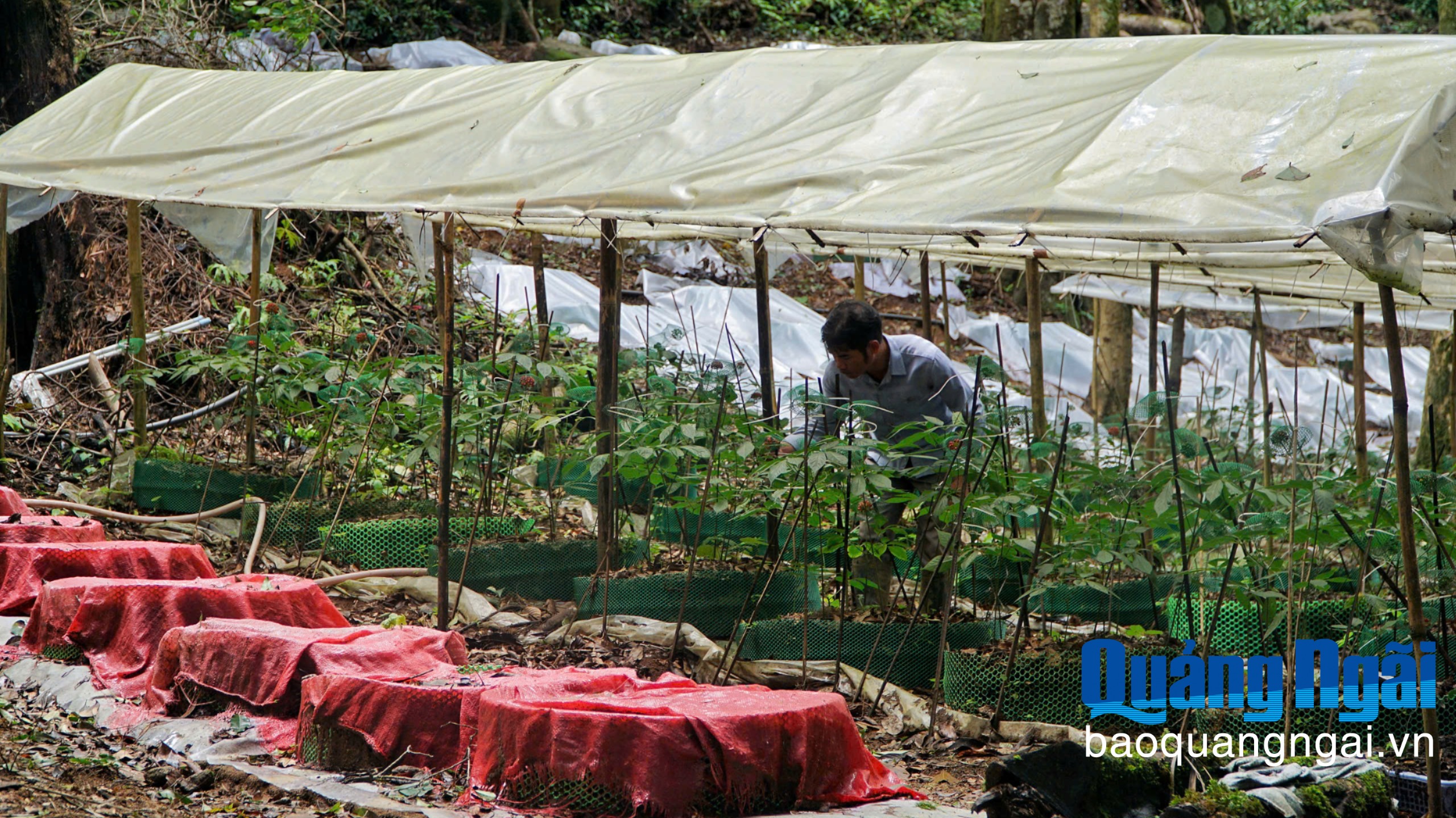 Mưa bão khiến hàng nghìn gốc sâm Ngọc Linh thiệt hại