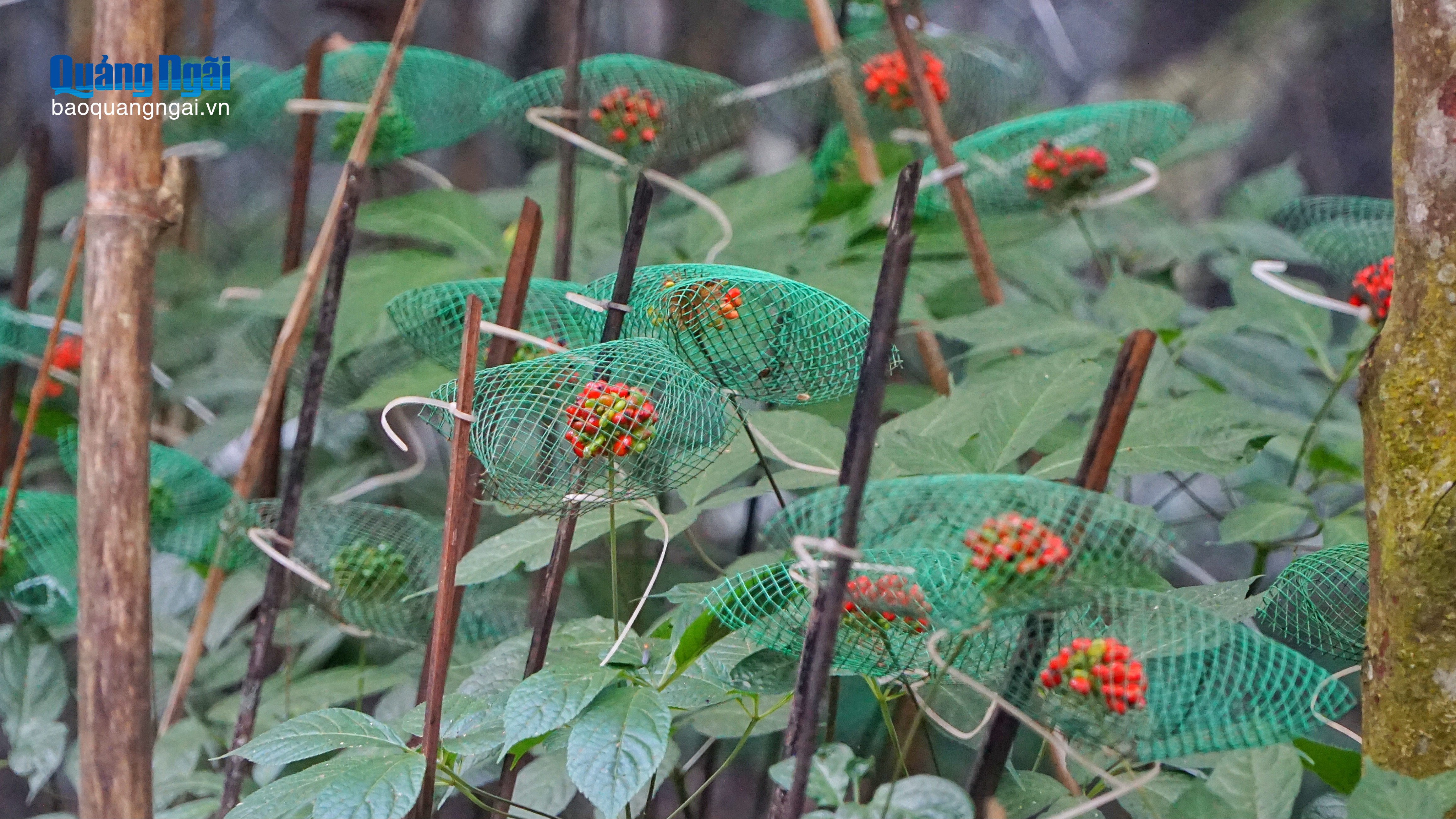 Rực đỏ vườn sâm Ngọc Linh