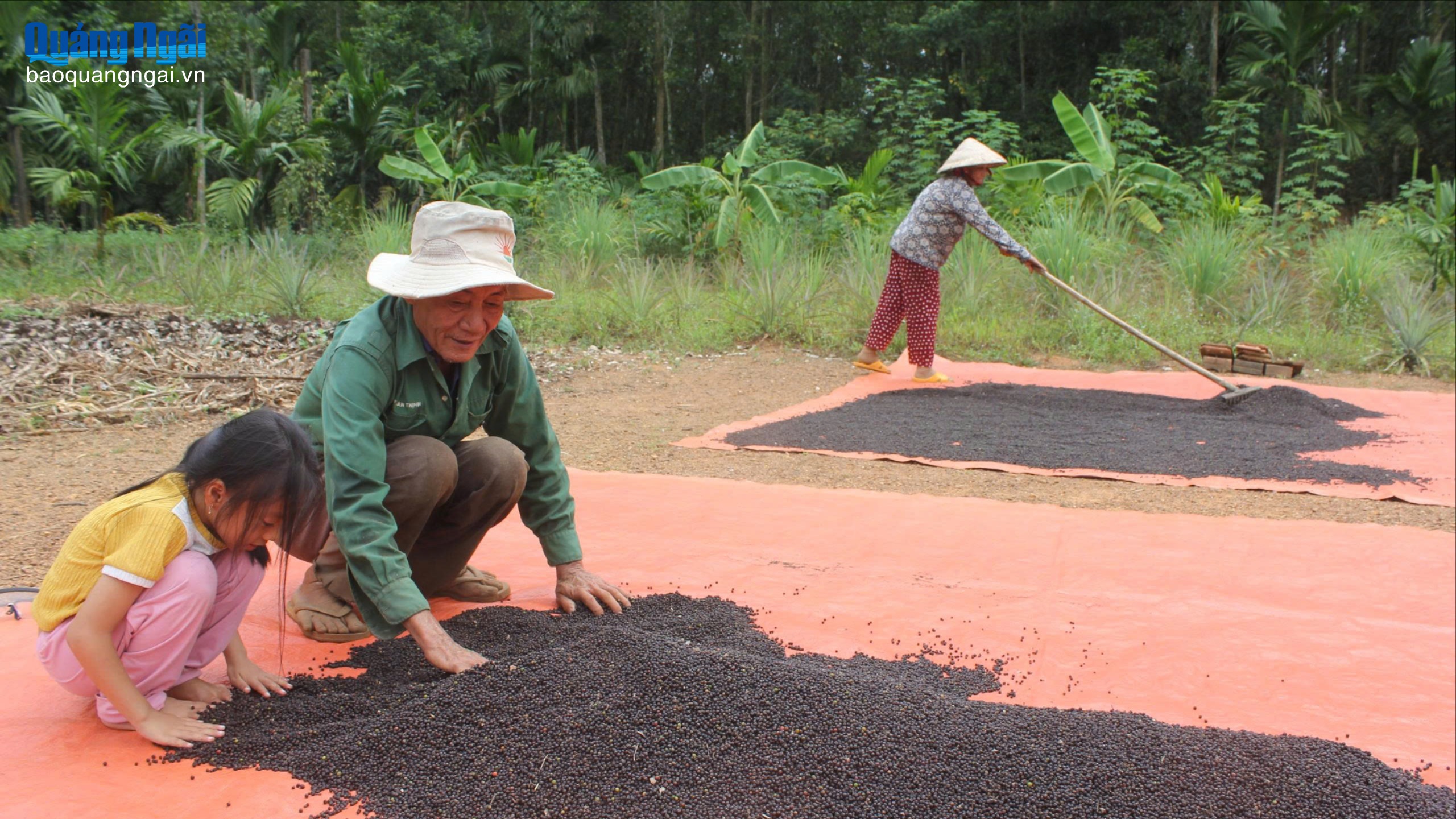 Nông dân phấn khởi vì tiêu được giá
