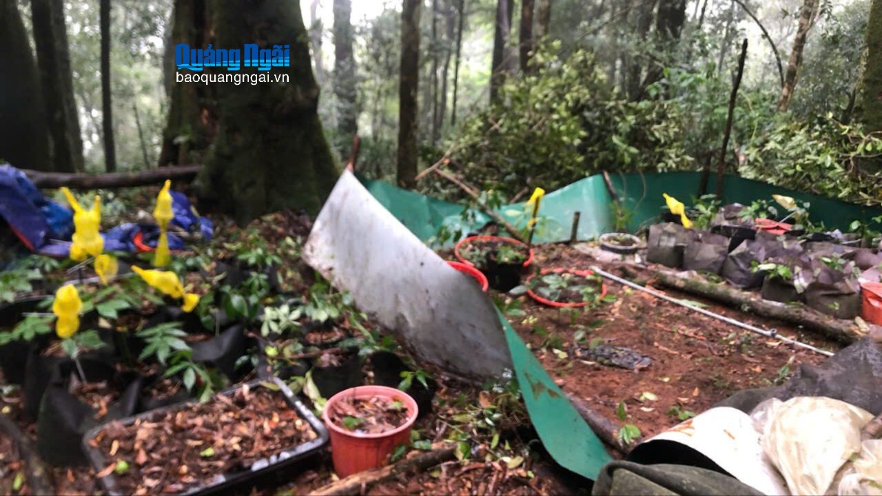 Người trồng sâm Ngọc Linh ở xã Măng Ri thiệt hại 3,7 tỷ đồng do bão