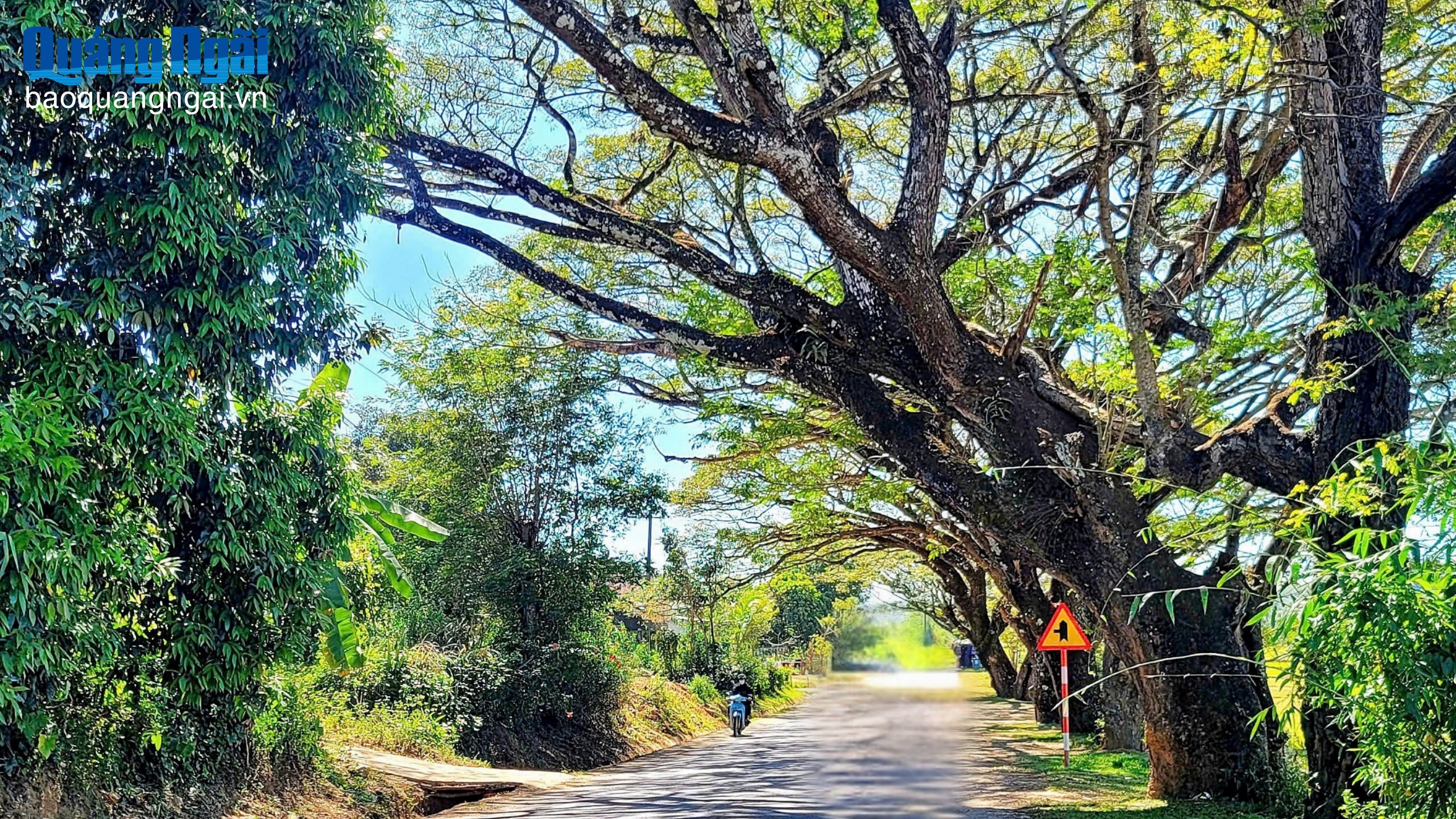 Nhiều cây me tây trăm tuổi ở Đăk Tô bị lột vỏ