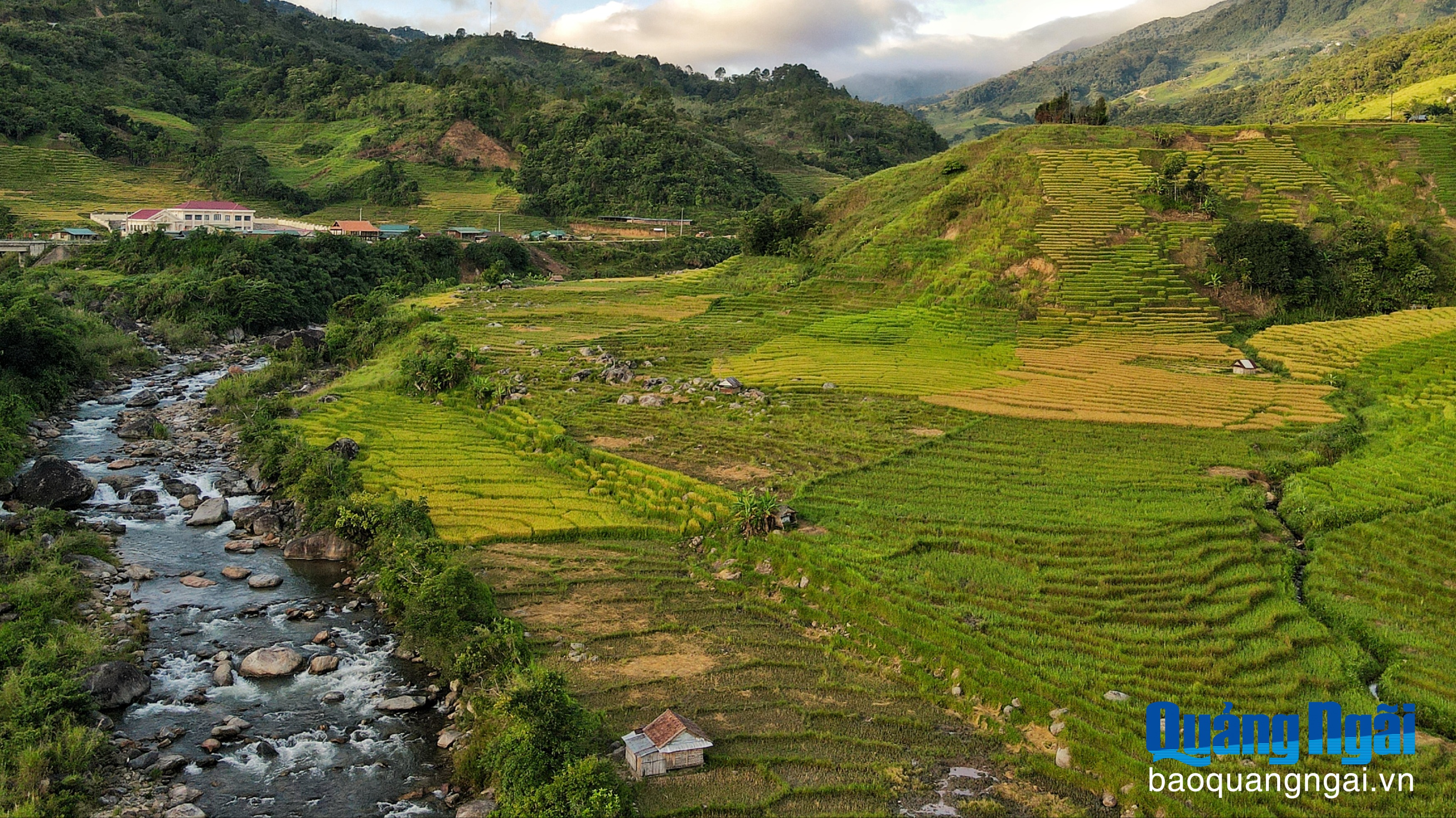 Rực rỡ sắc vàng giữa đại ngàn Ngọc Linh