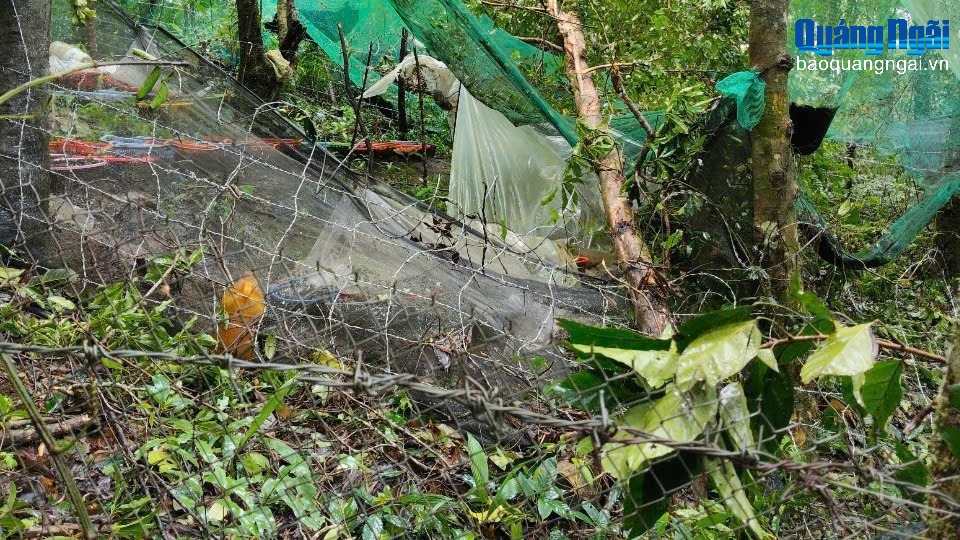 Khẩn trương khắc phục hậu quả đối với cây trồng sau bão