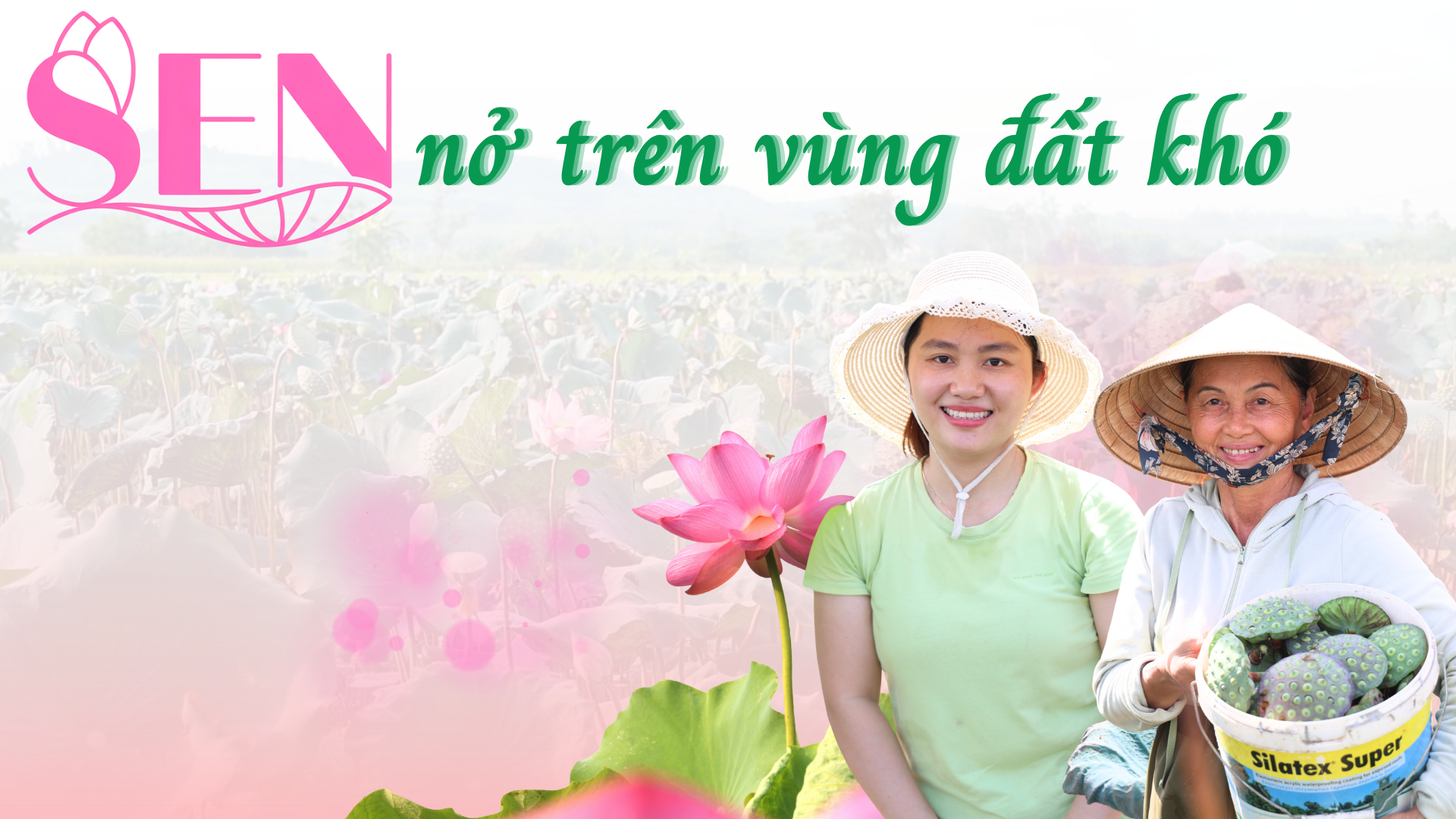 Sen nở trên vùng đất khó