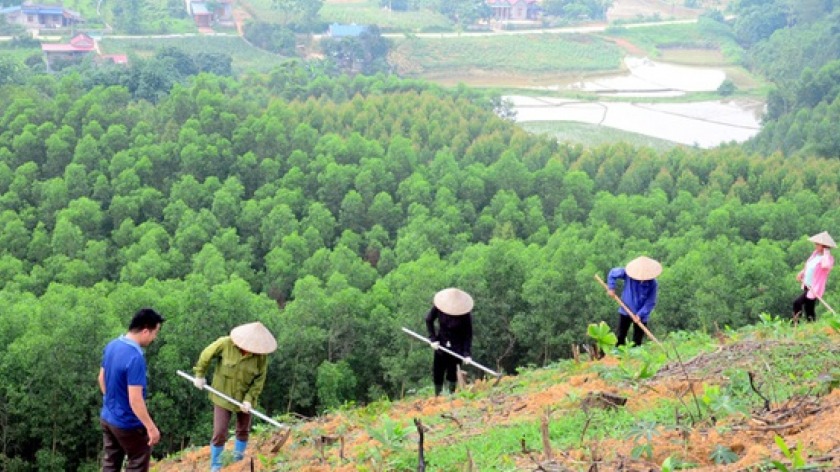 Quy định quy trình kỹ thuật giao rừng, cho thuê rừng