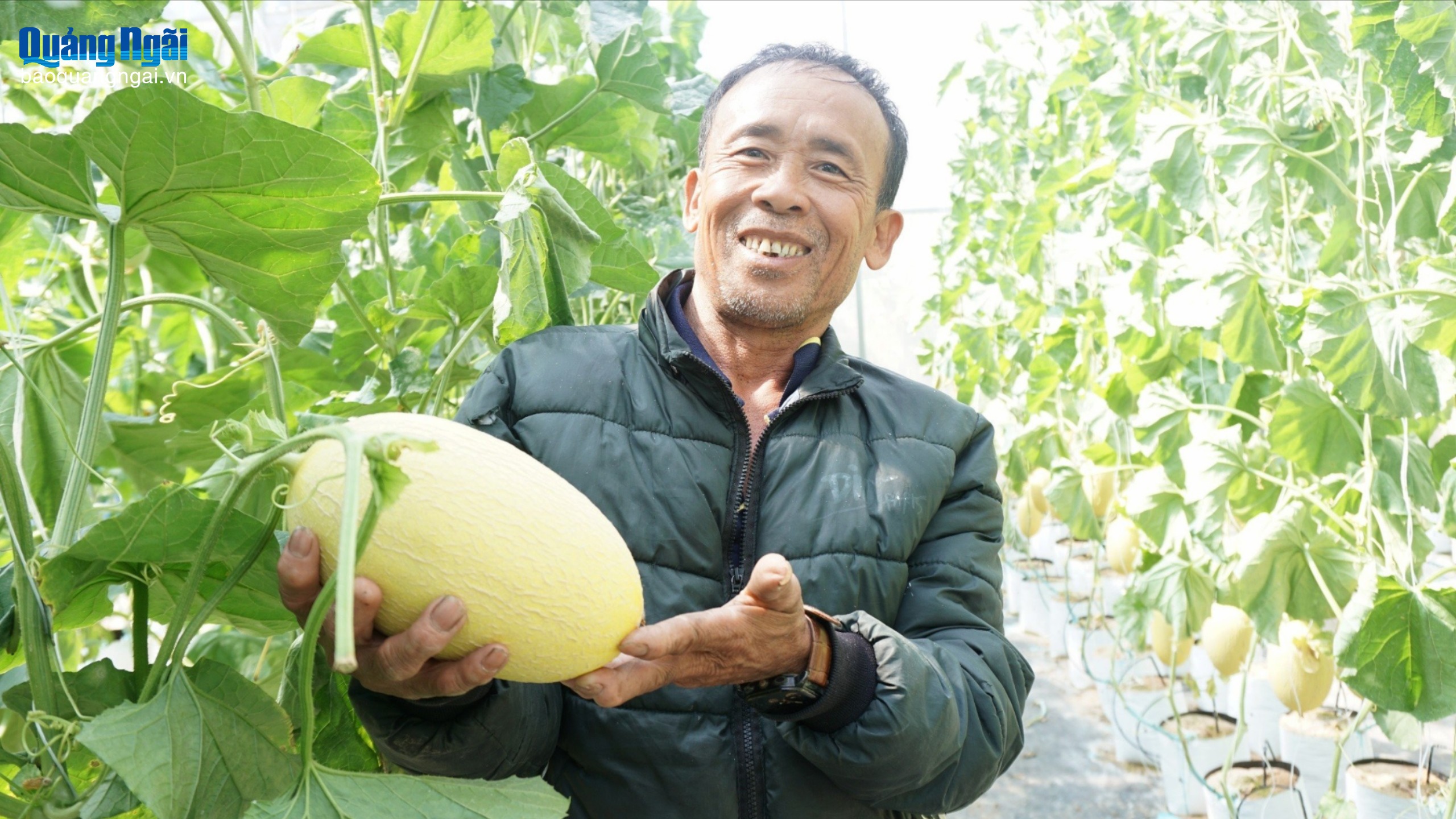 Thu nhập cao từ trồng dưa lưới trong nhà màng