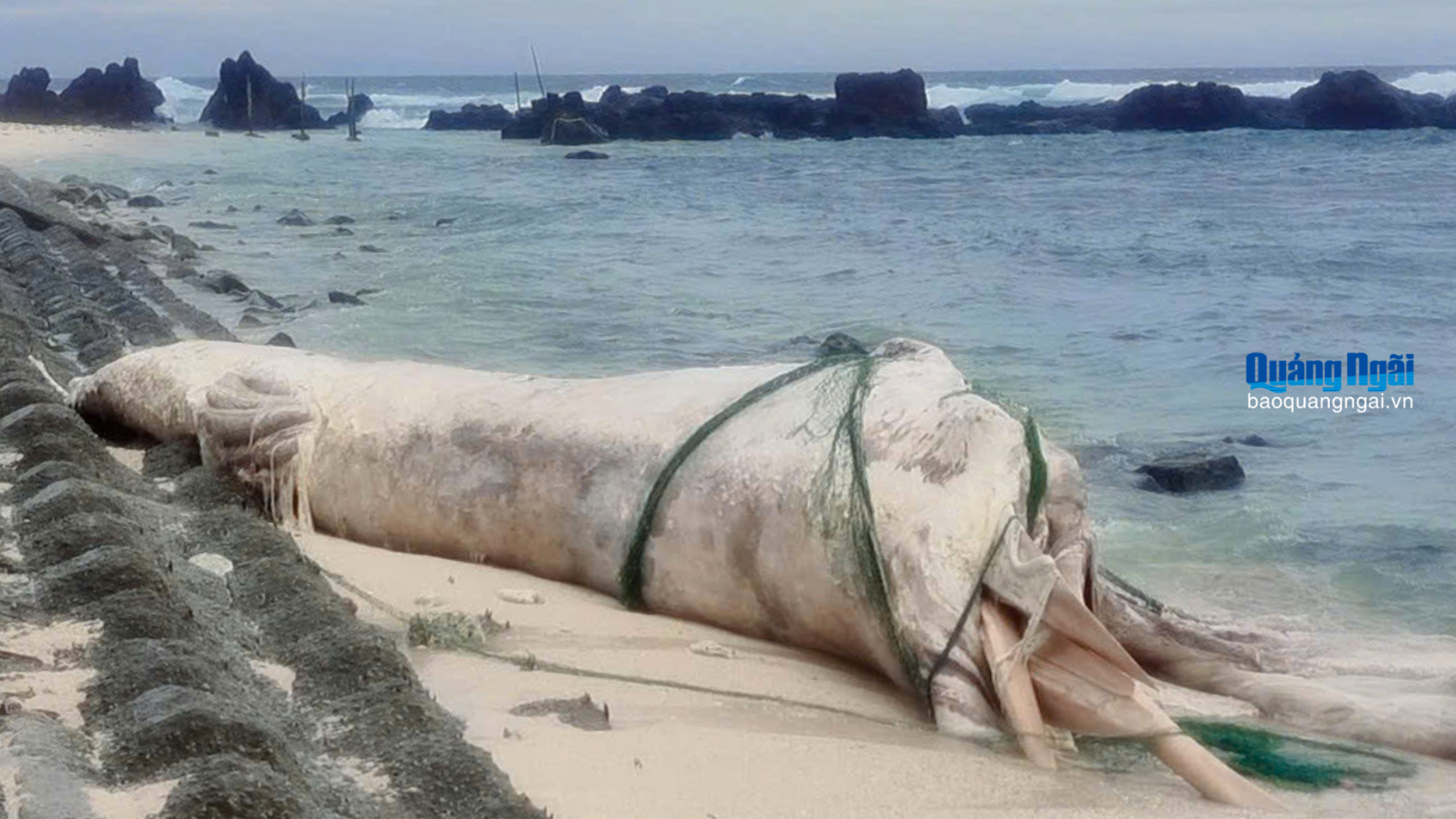 Xác cá voi dài 10m trôi dạt vào bờ biển Lý Sơn