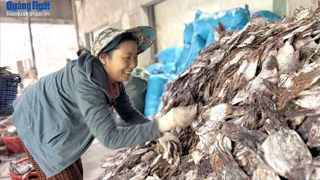 Giá mực xà tăng cao, ngư dân phấn khởi