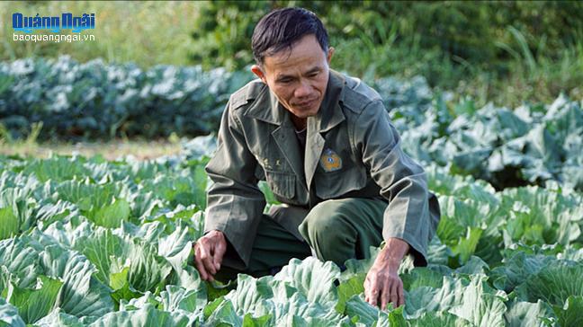 Nhà vườn trồng rau cung ứng dịp Tết