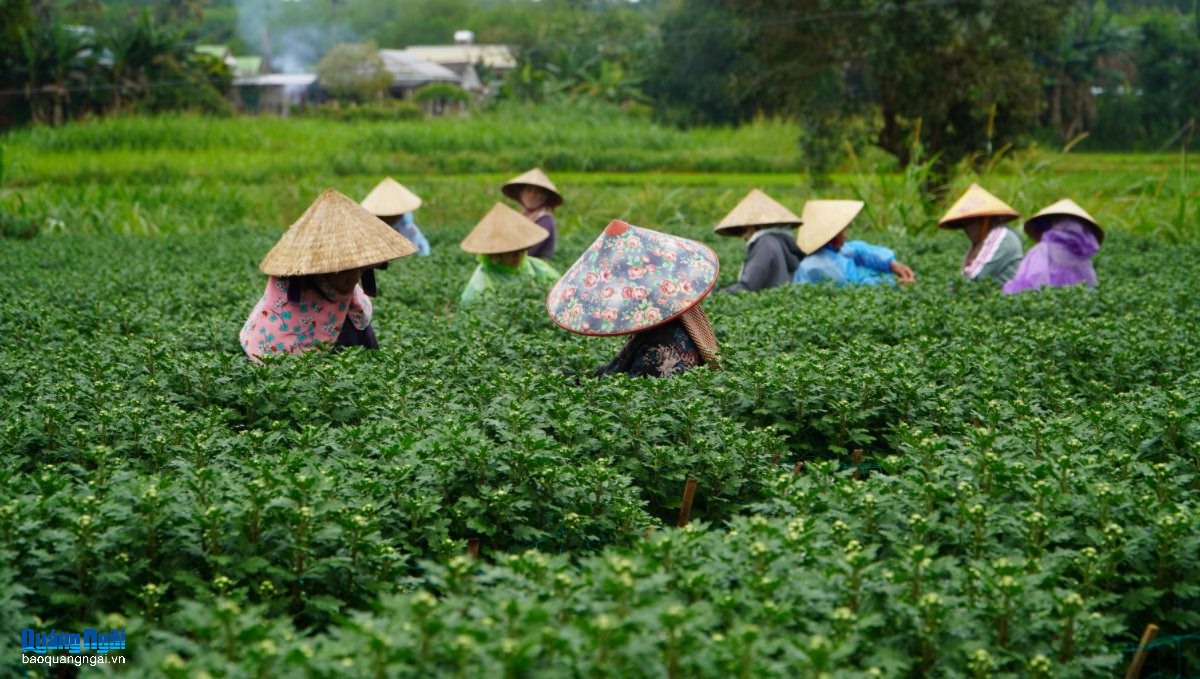 Nông dân tất bật chăm sóc hoa những ngày tháng Chạp