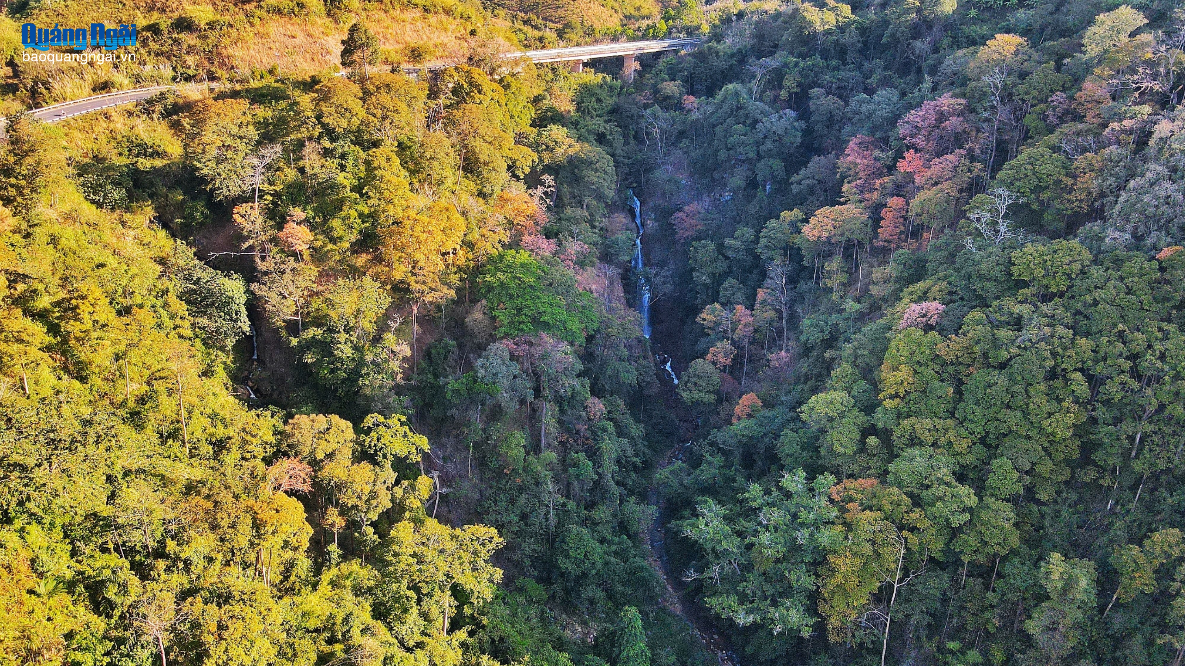 Rừng bằng lăng Măng Đen vào mùa thay lá