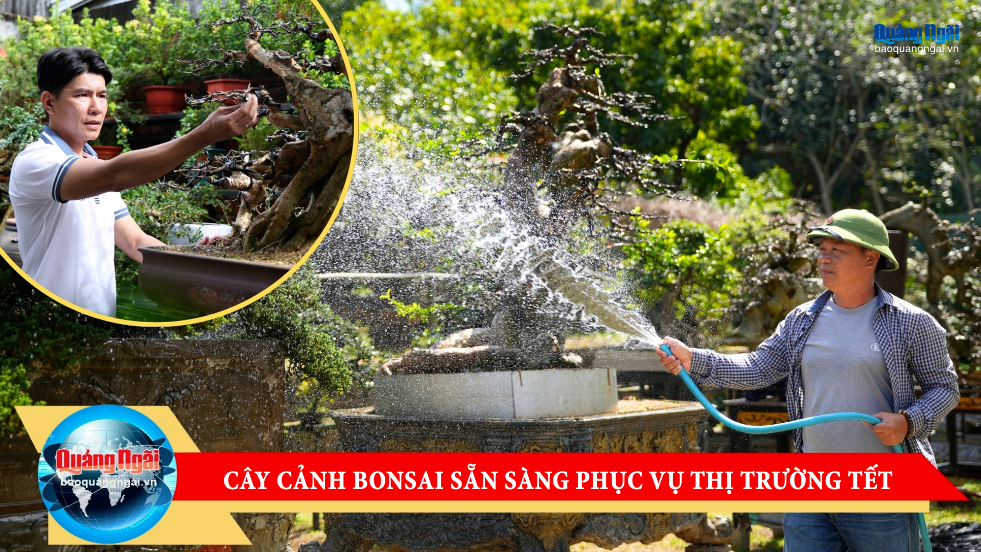 [Video]. Cây cảnh bonsai sẵn sàng phục vụ thị trường Tết