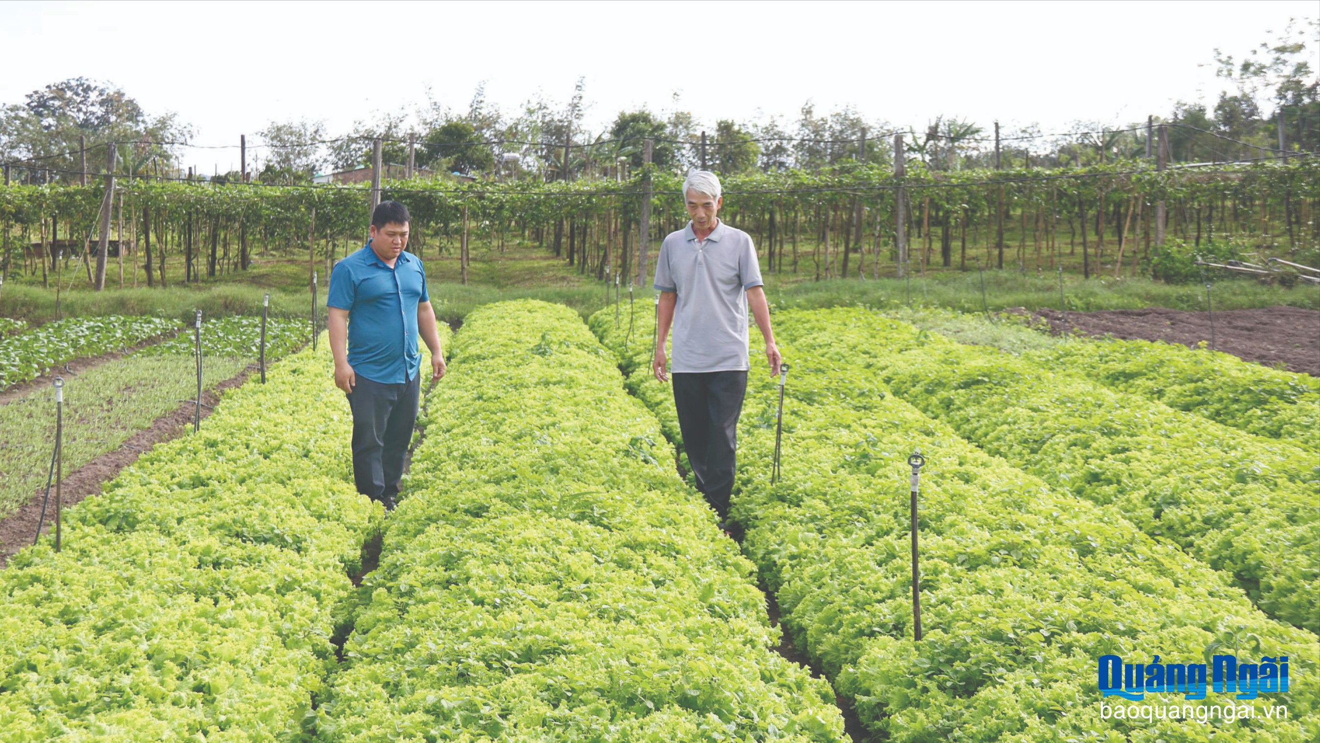 Ứng dụng công nghệ vào sản xuất nông nghiệp