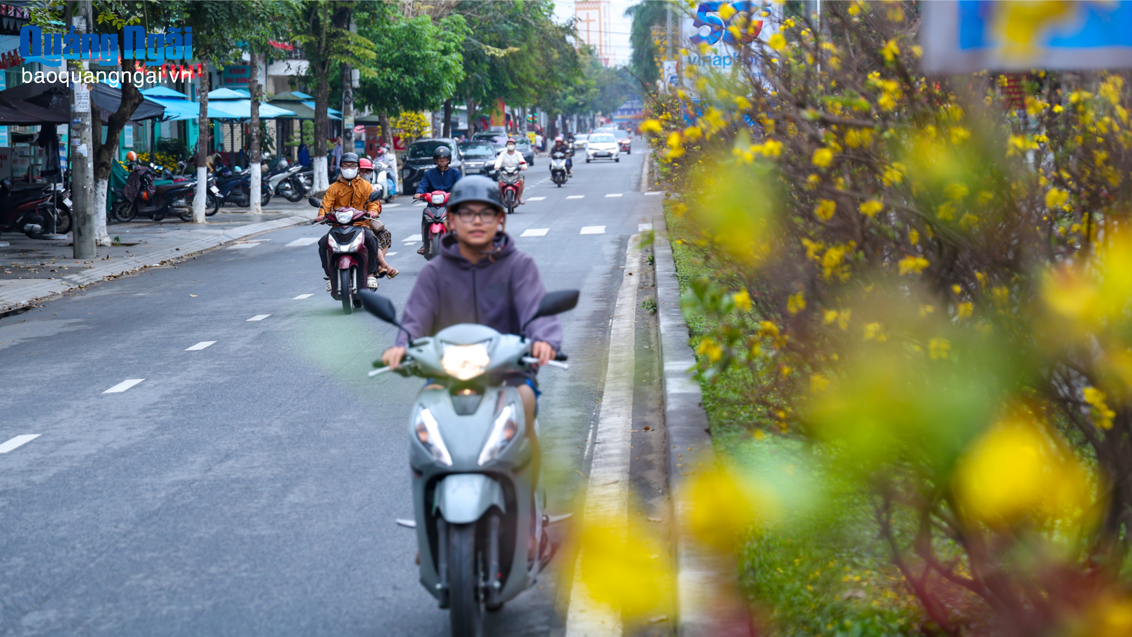 [Ảnh]. Mai vàng rực rỡ trên phố đón xuân