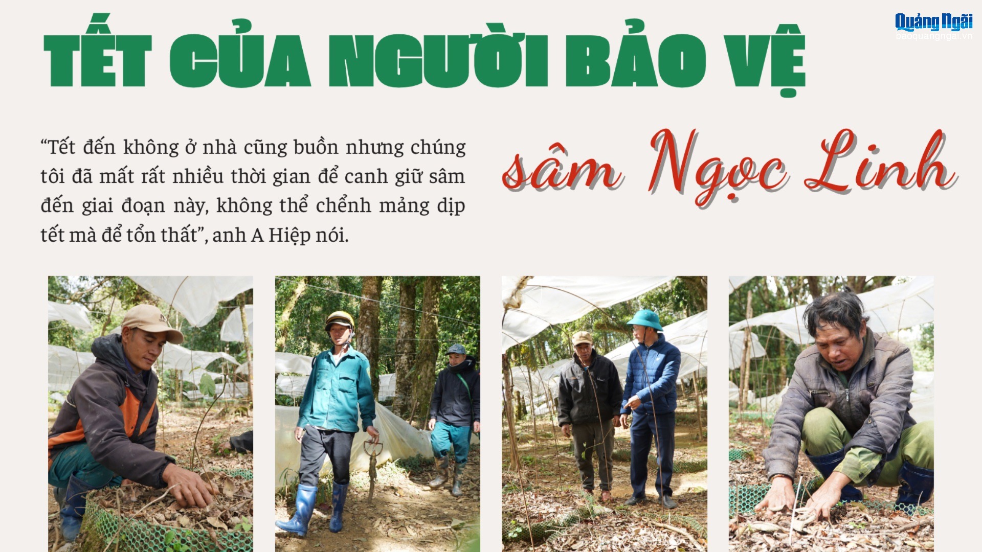 Tết của người bảo vệ sâm Ngọc Linh