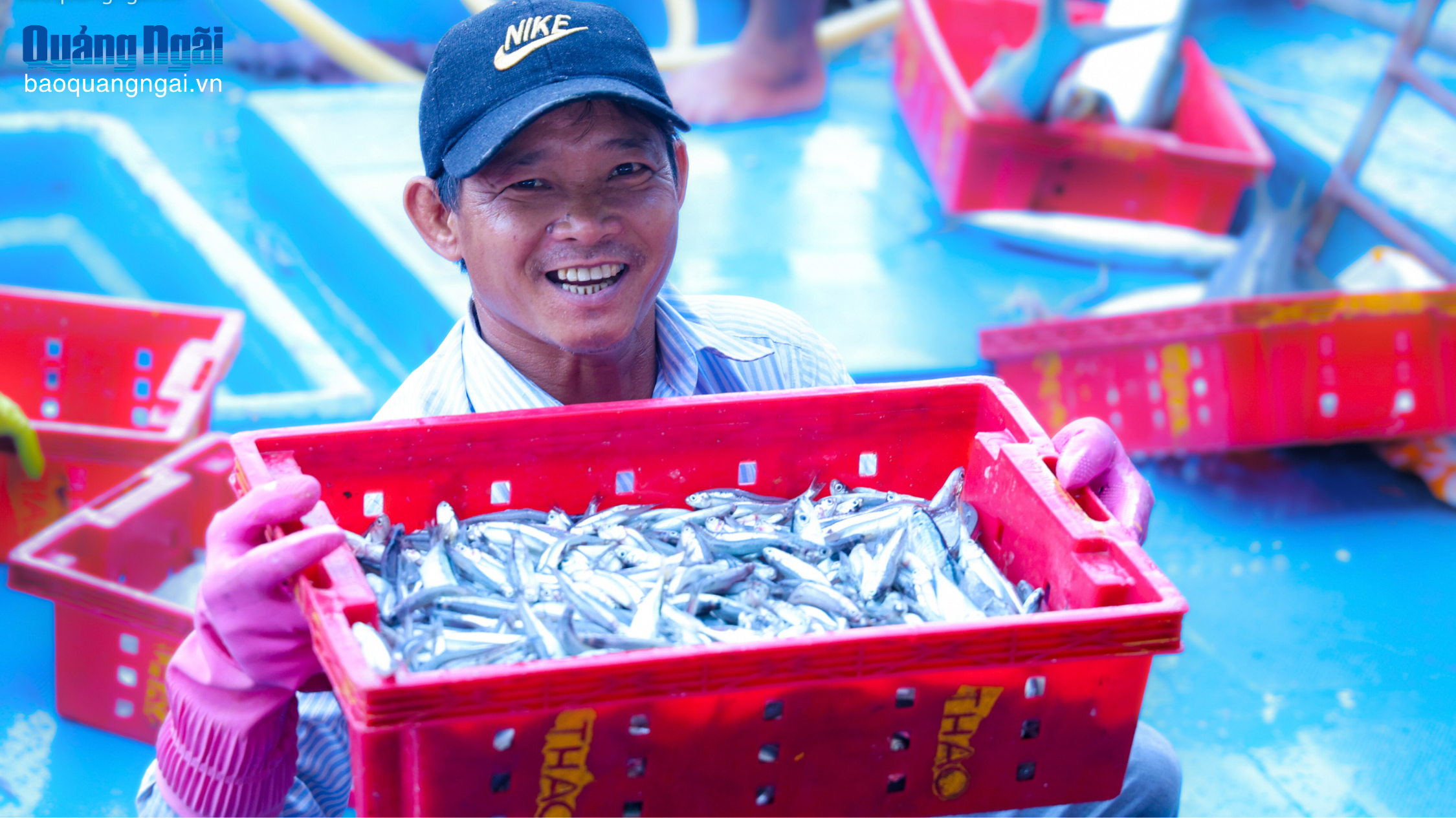 [Ảnh]. Rộn ràng mùa cá cơm