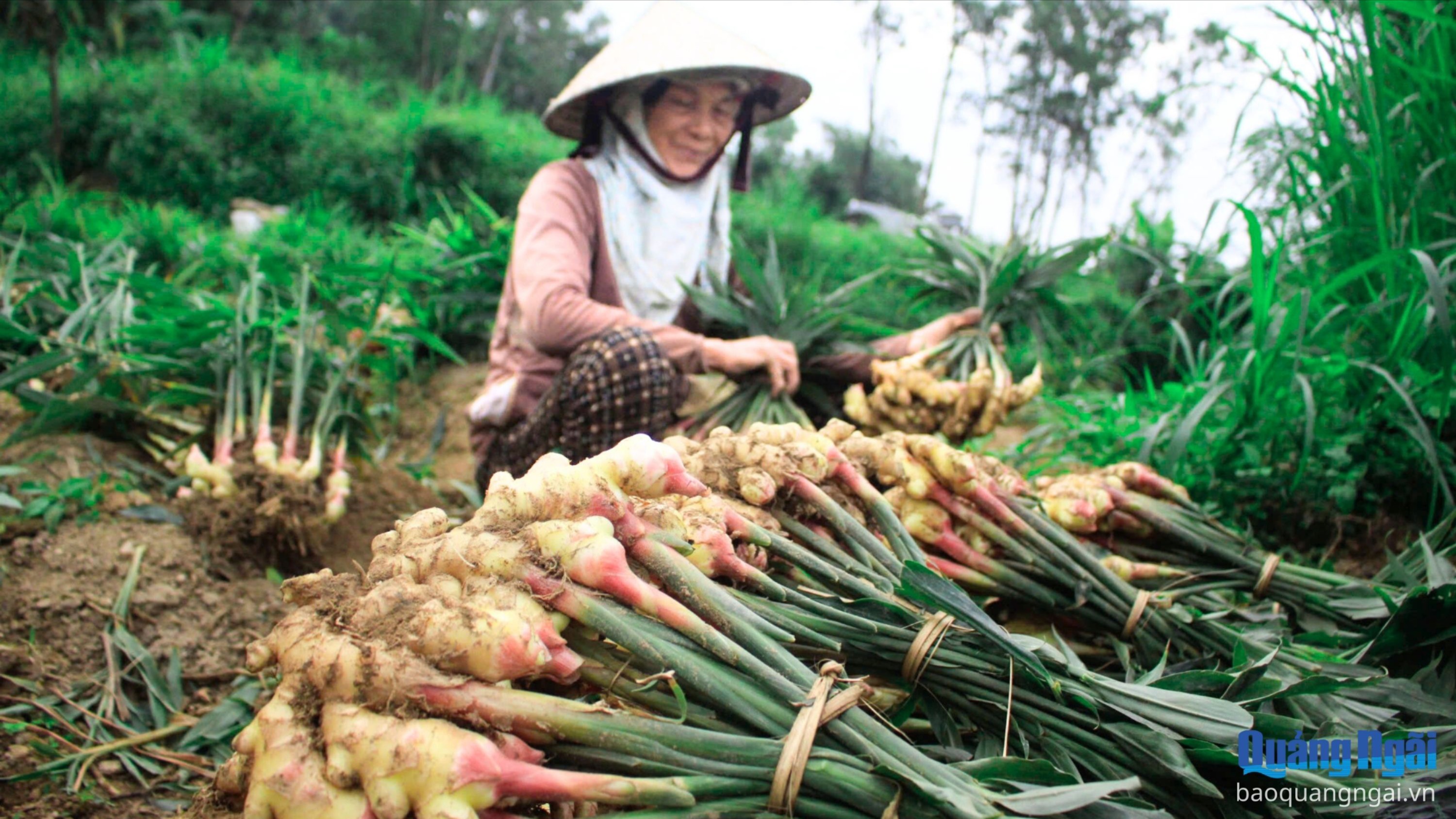 Gừng Tết được giá, người trồng phấn khởi