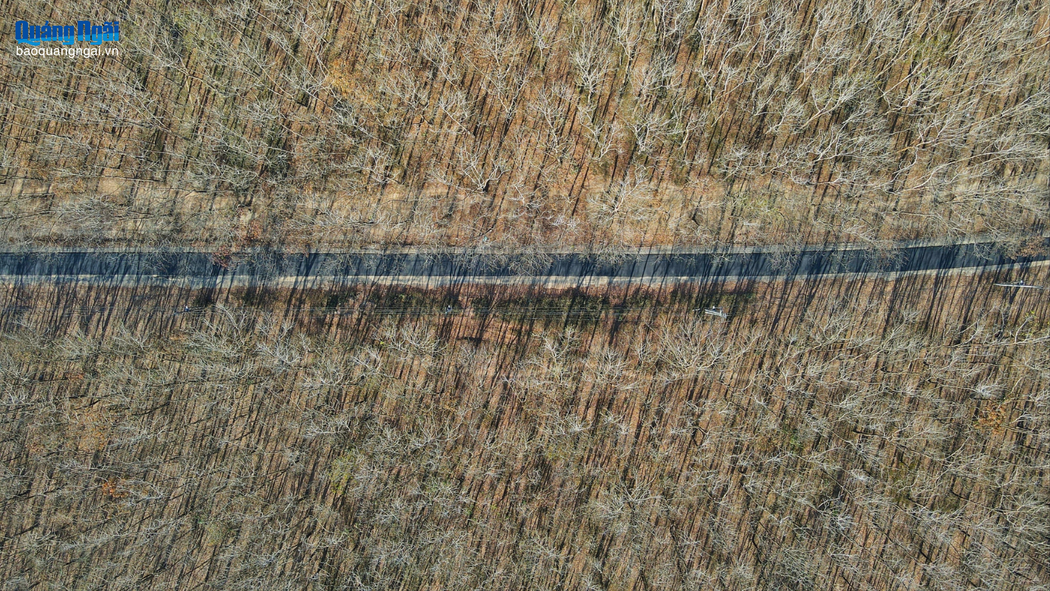 Mê mẩn cảnh rừng cao su thay lá