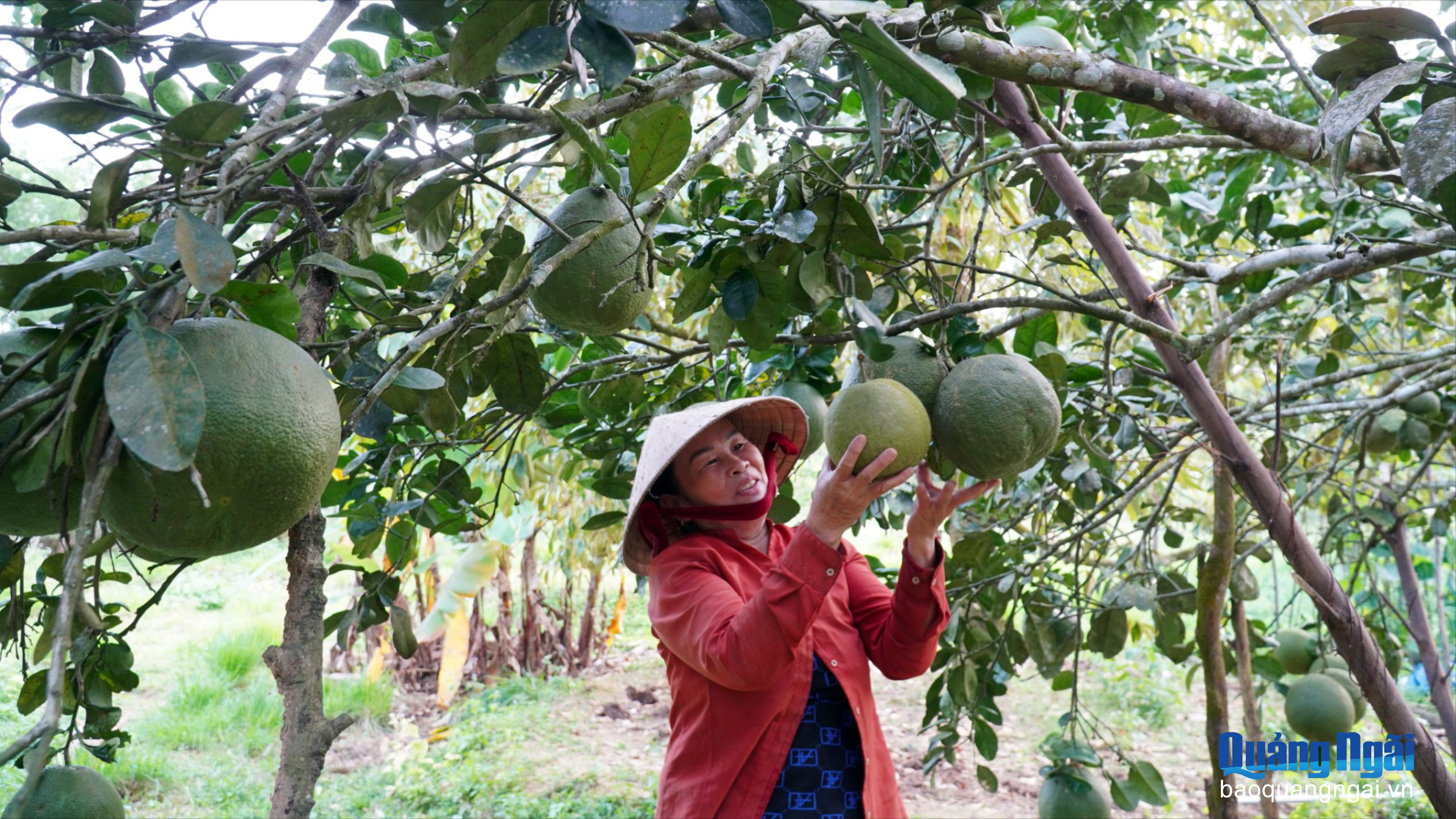 Bội thu từ cây ăn quả trái vụ