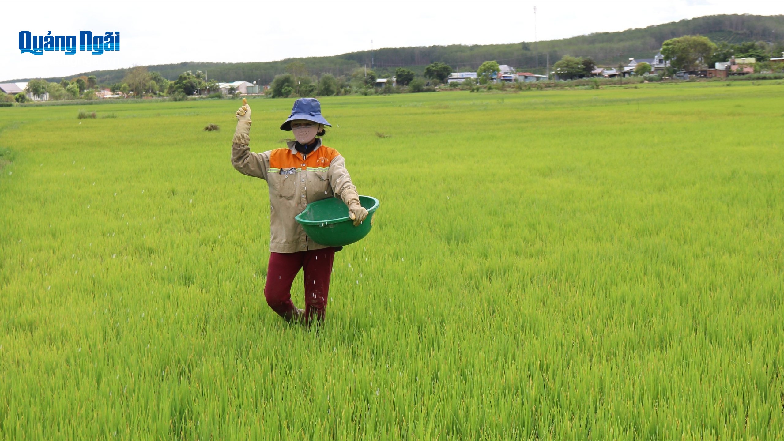 Nông dân chăm sóc lúa đông xuân
