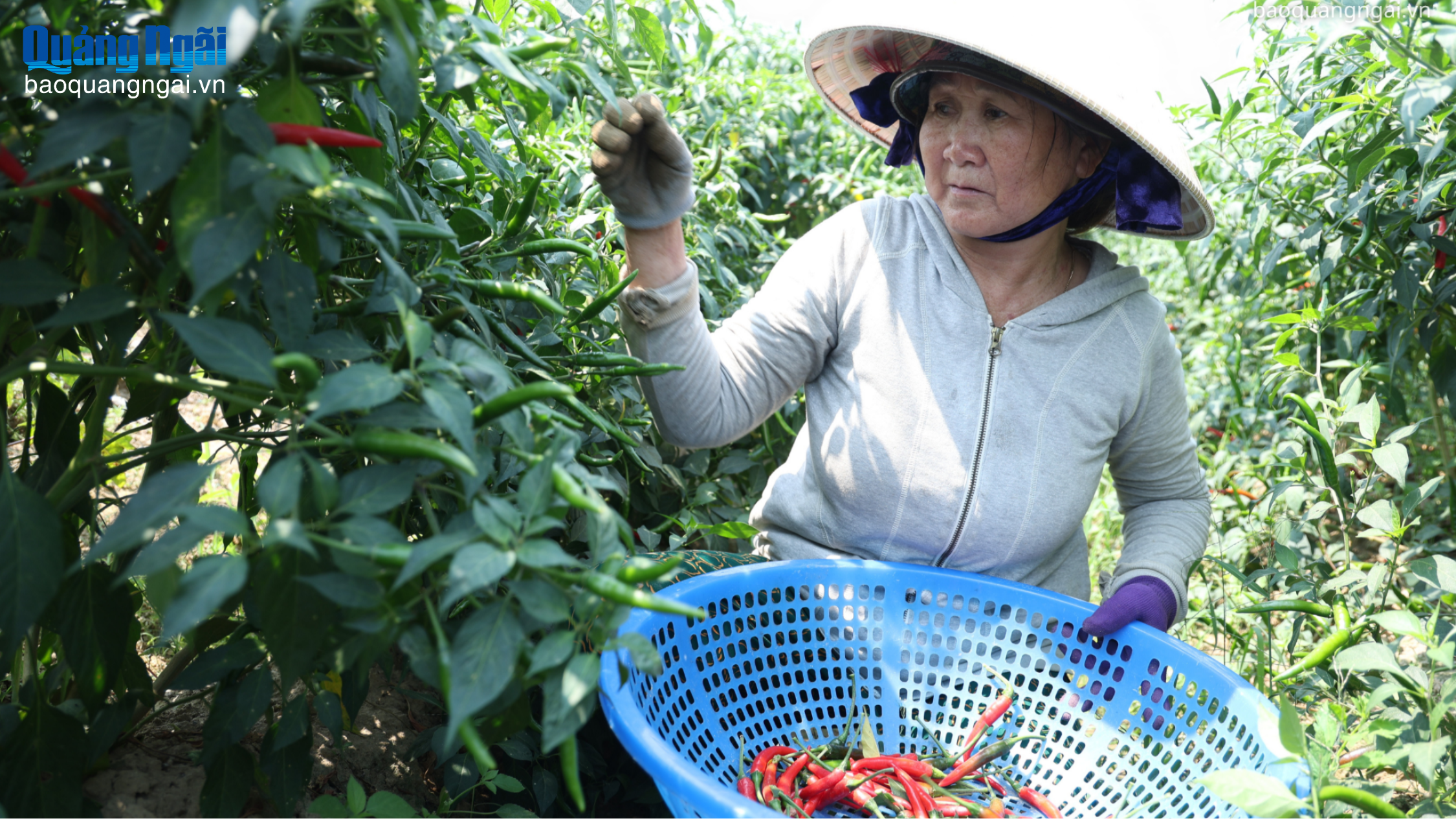 Ớt rớt giá, nông dân “cay mắt”