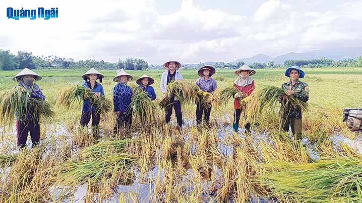 “Hồi sinh” giống nếp đặc sản