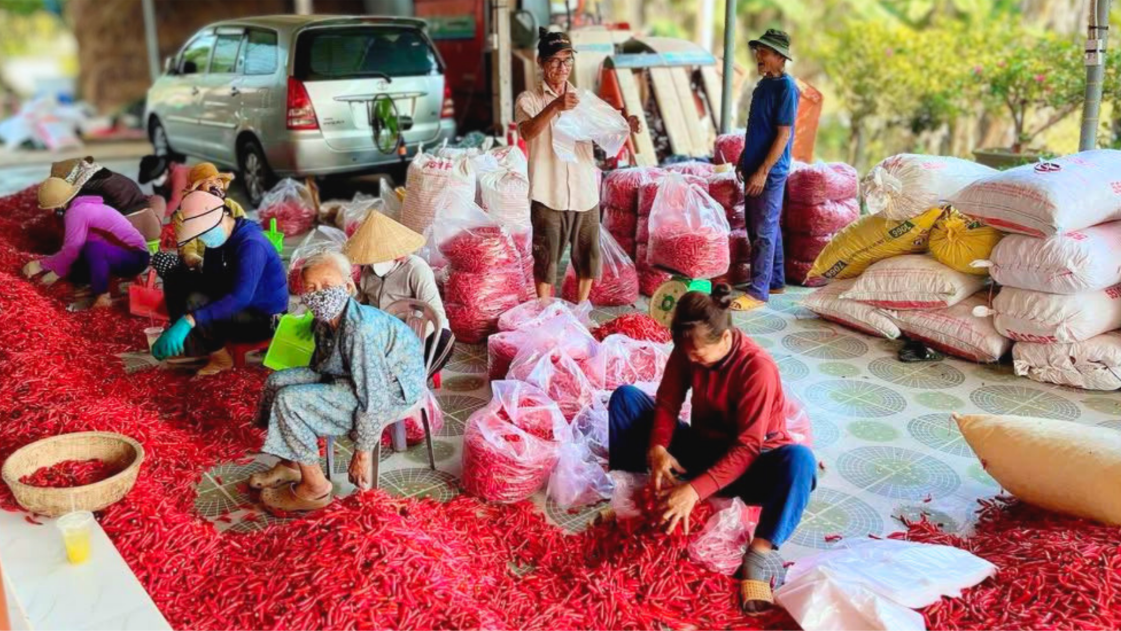 Bình Sơn kêu gọi hỗ trợ tiêu thụ ớt cho nông dân