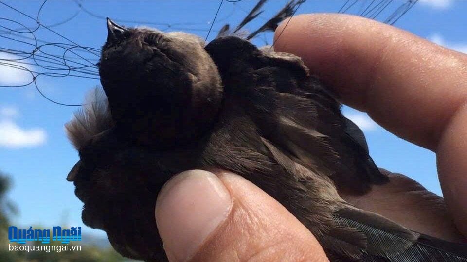 Kiểm soát, ngăn chặn săn bắt chim yến trái phép