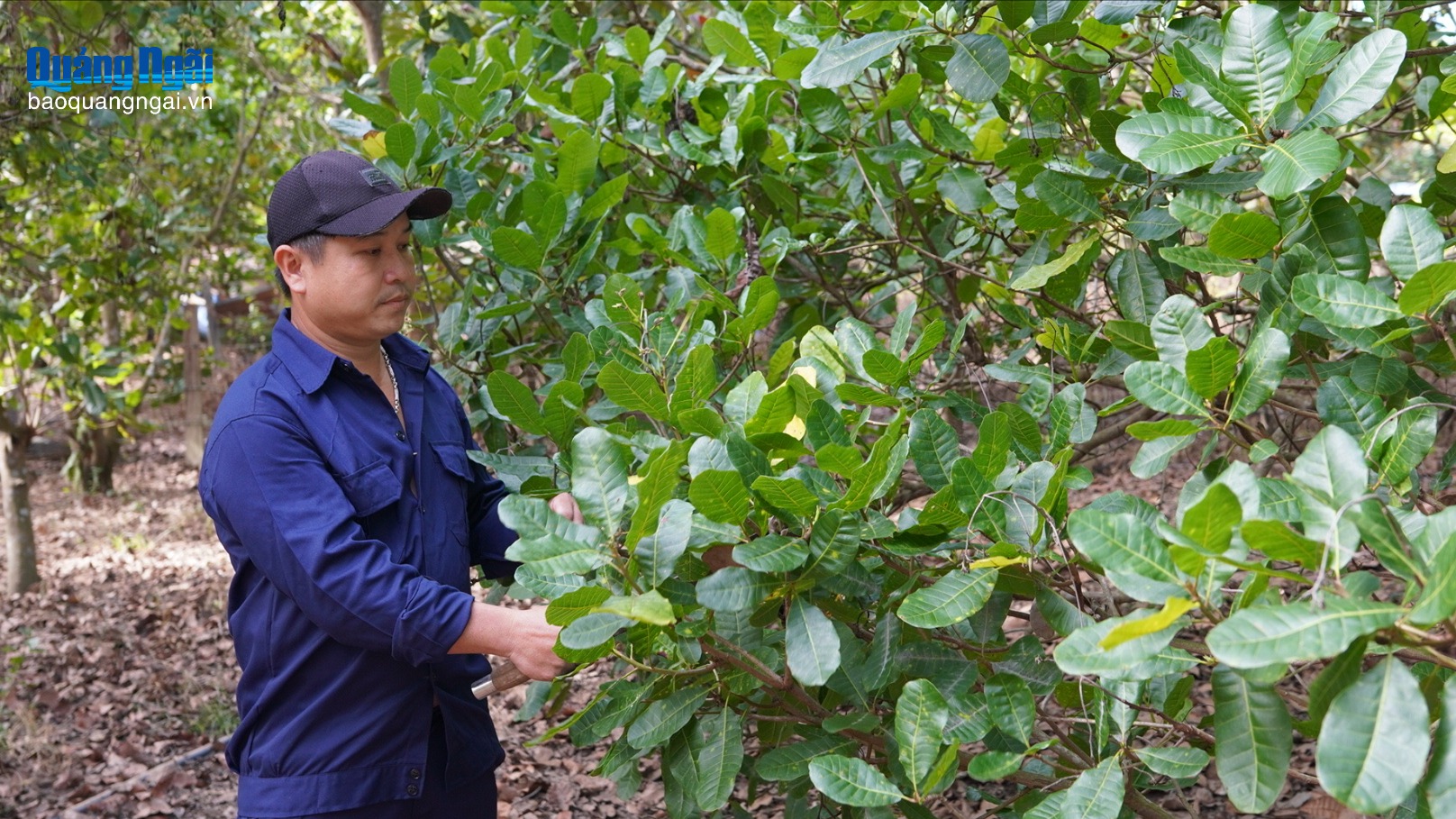 Sức sống mới trên vùng đất cằn