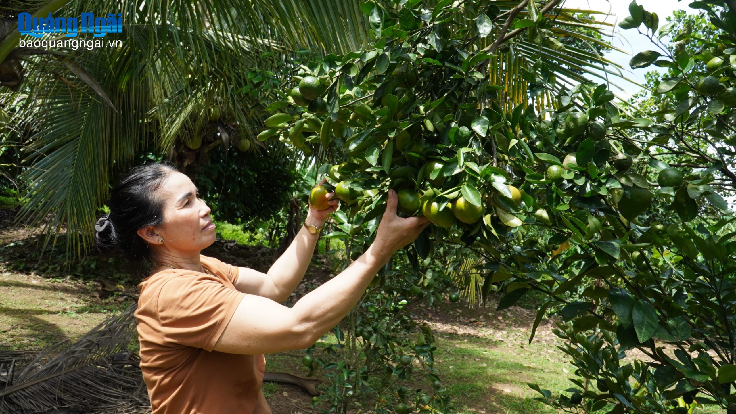 Tăng kết nối, giảm giải cứu nông sản