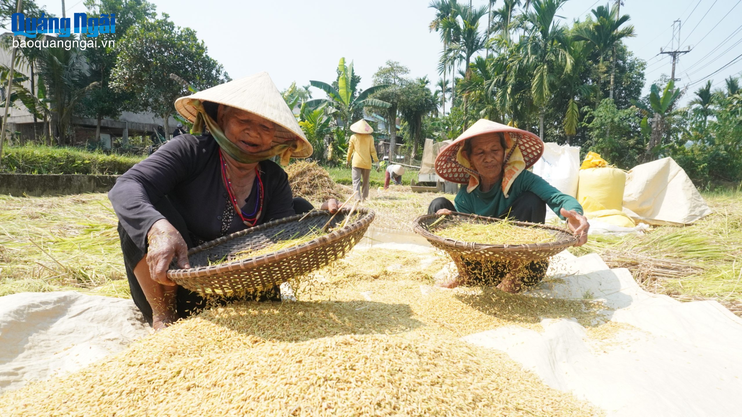 Xây dựng thương hiệu gạo Làng Trăng