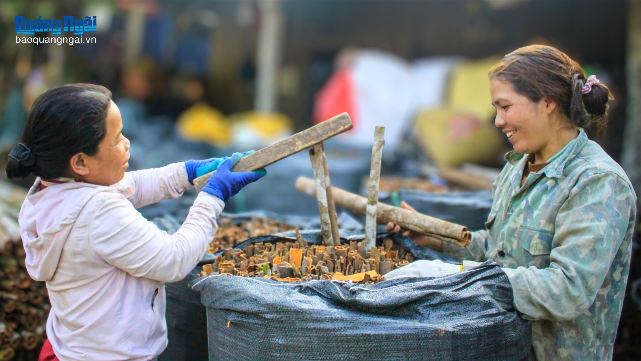 Rộn ràng mùa thu hoạch quế Trà Bồng