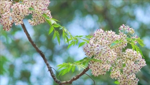 Tháng Tư lấp lánh nắng vàng