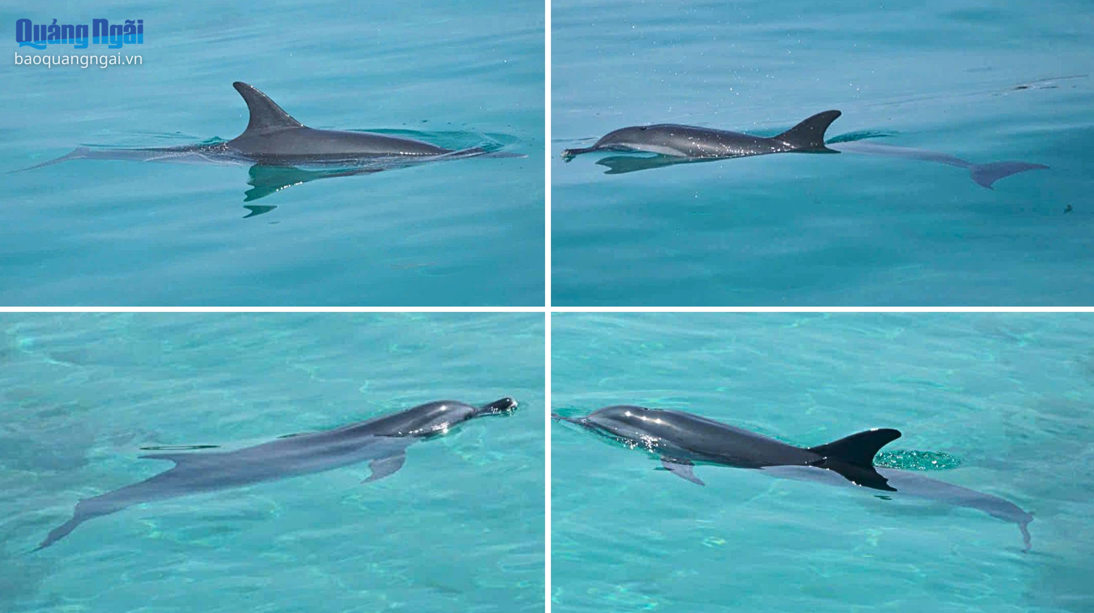 Phát hiện cá heo bơi gần cảng cá Lý Sơn