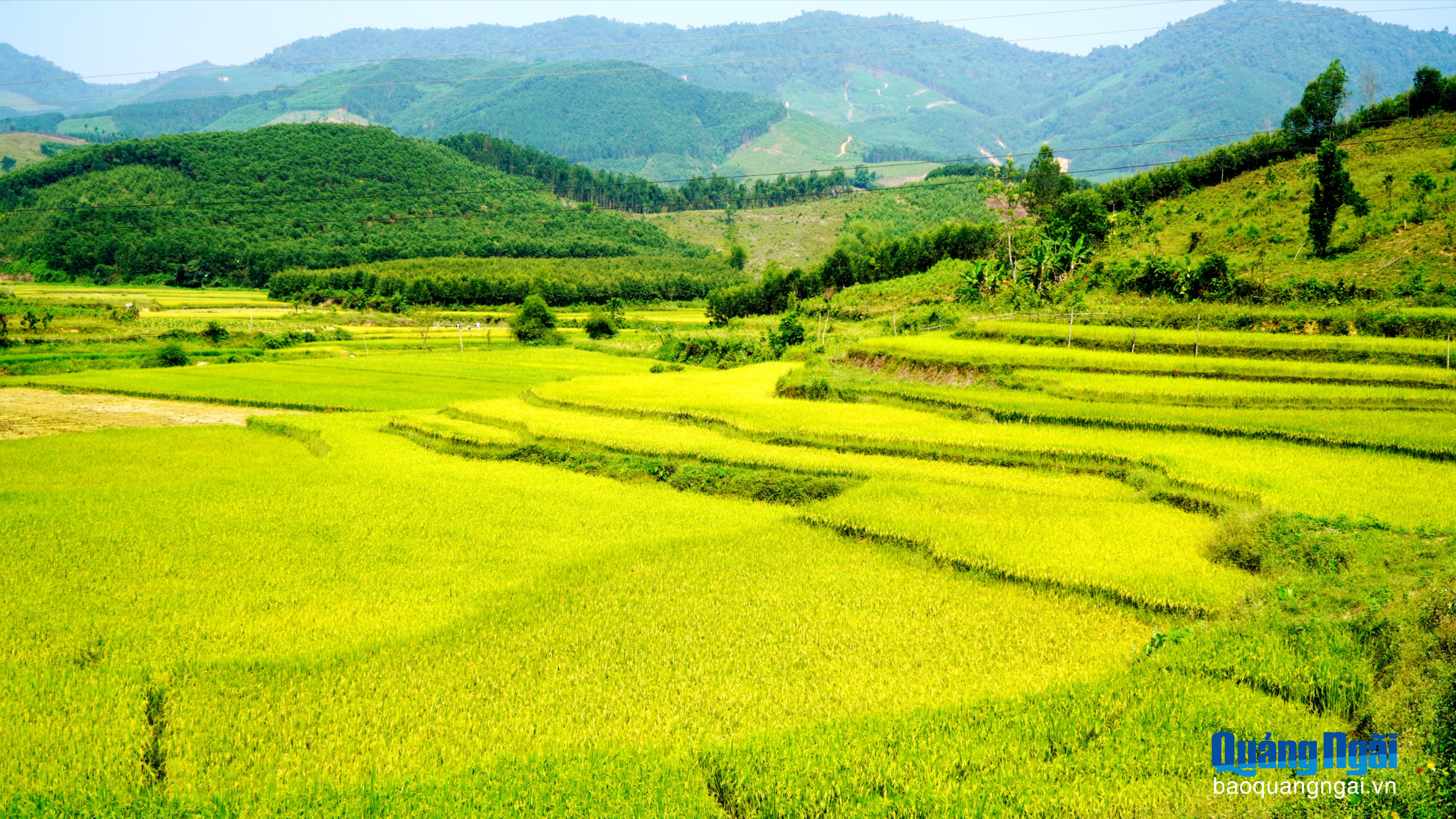 [Ảnh]. Mùa vàng nơi ruộng bậc thang ven sông Trà Khúc