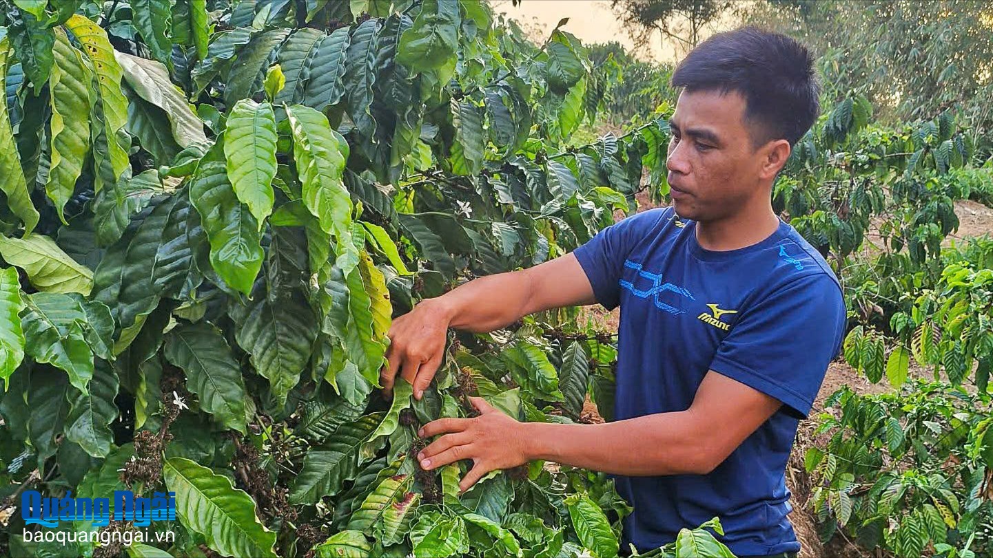 Người trẻ làm giàu trên quê hương