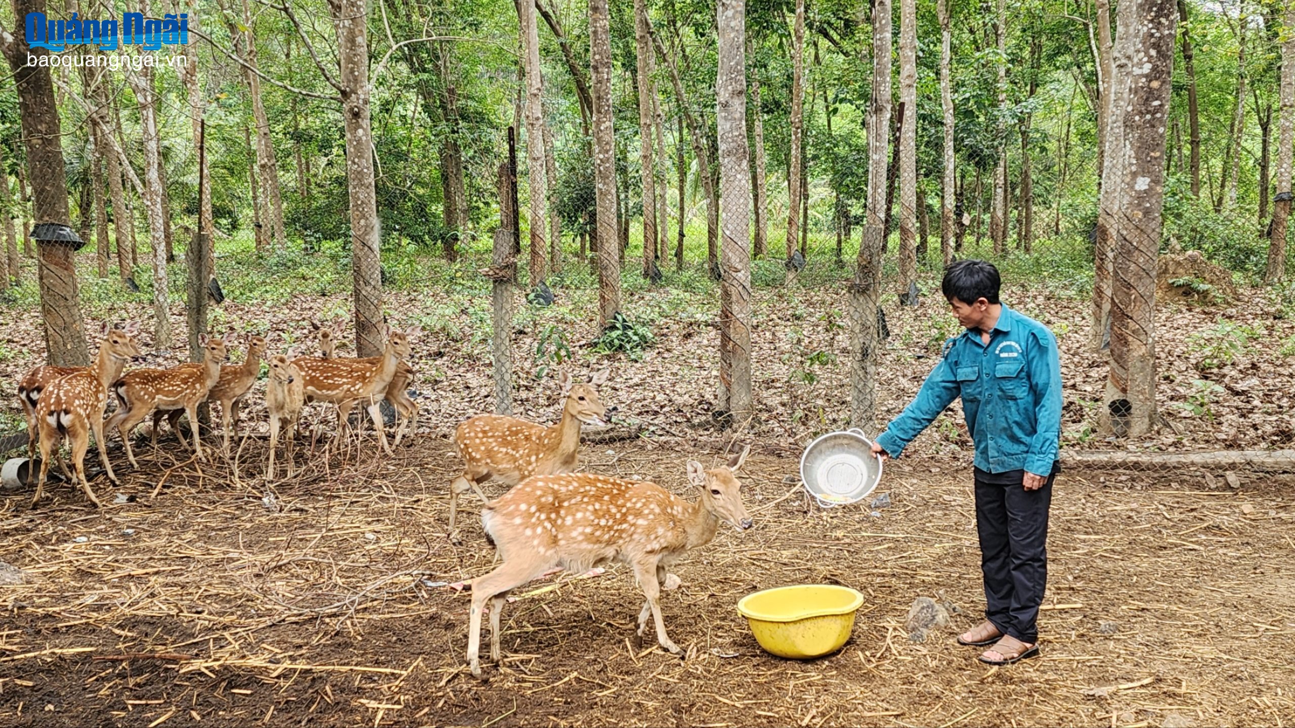Các xã vùng cao chú trọng phát triển chăn nuôi