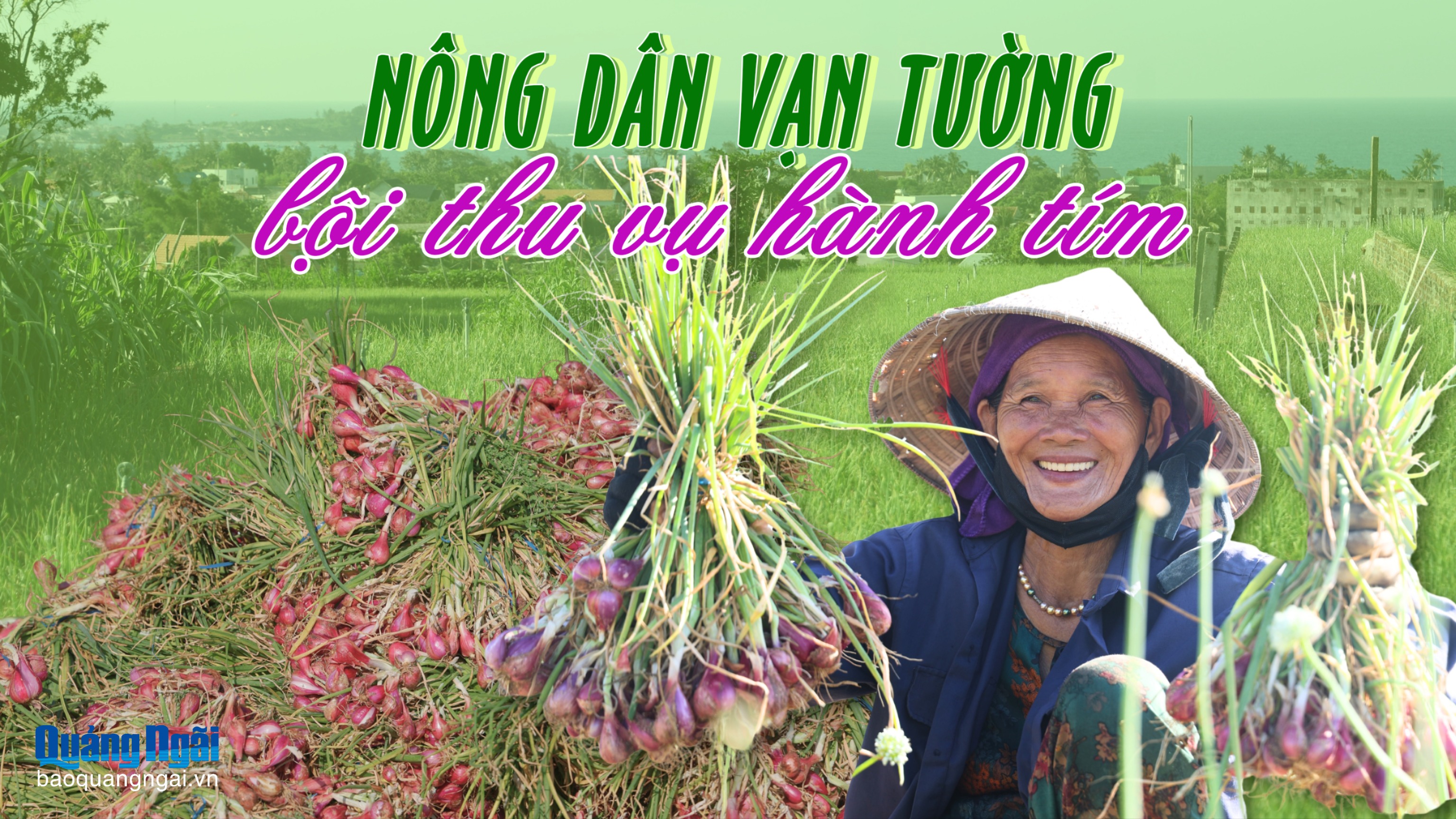 Nông dân Vạn Tường bội thu vụ hành tím