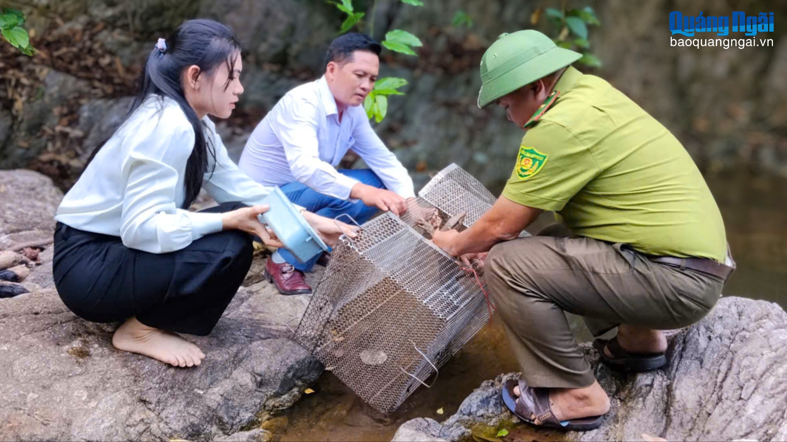 Một cá thể kỳ đà vân quý hiếm được thả về rừng