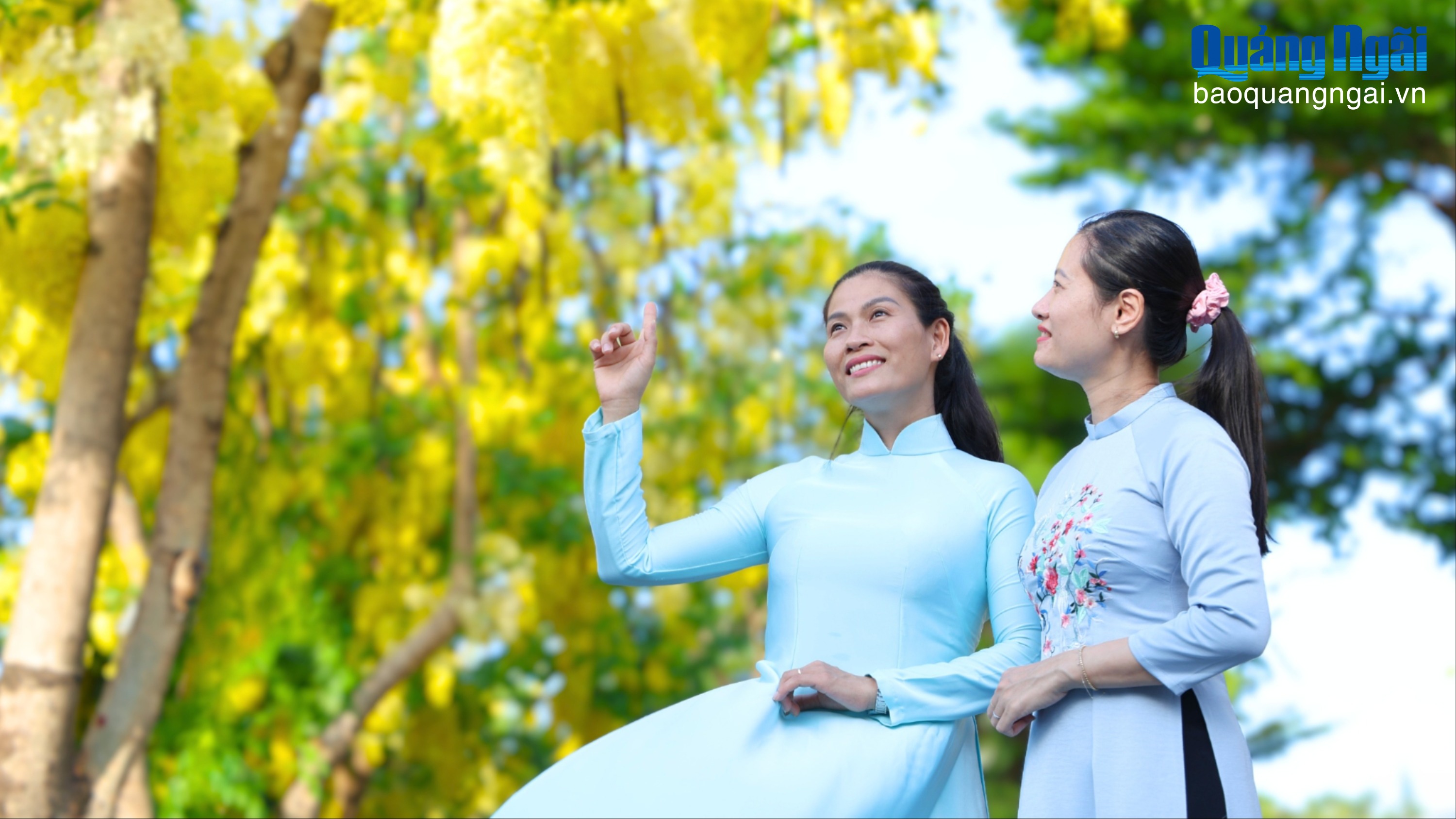 [Ảnh]. Loài hoa dệt màu vàng cho phố