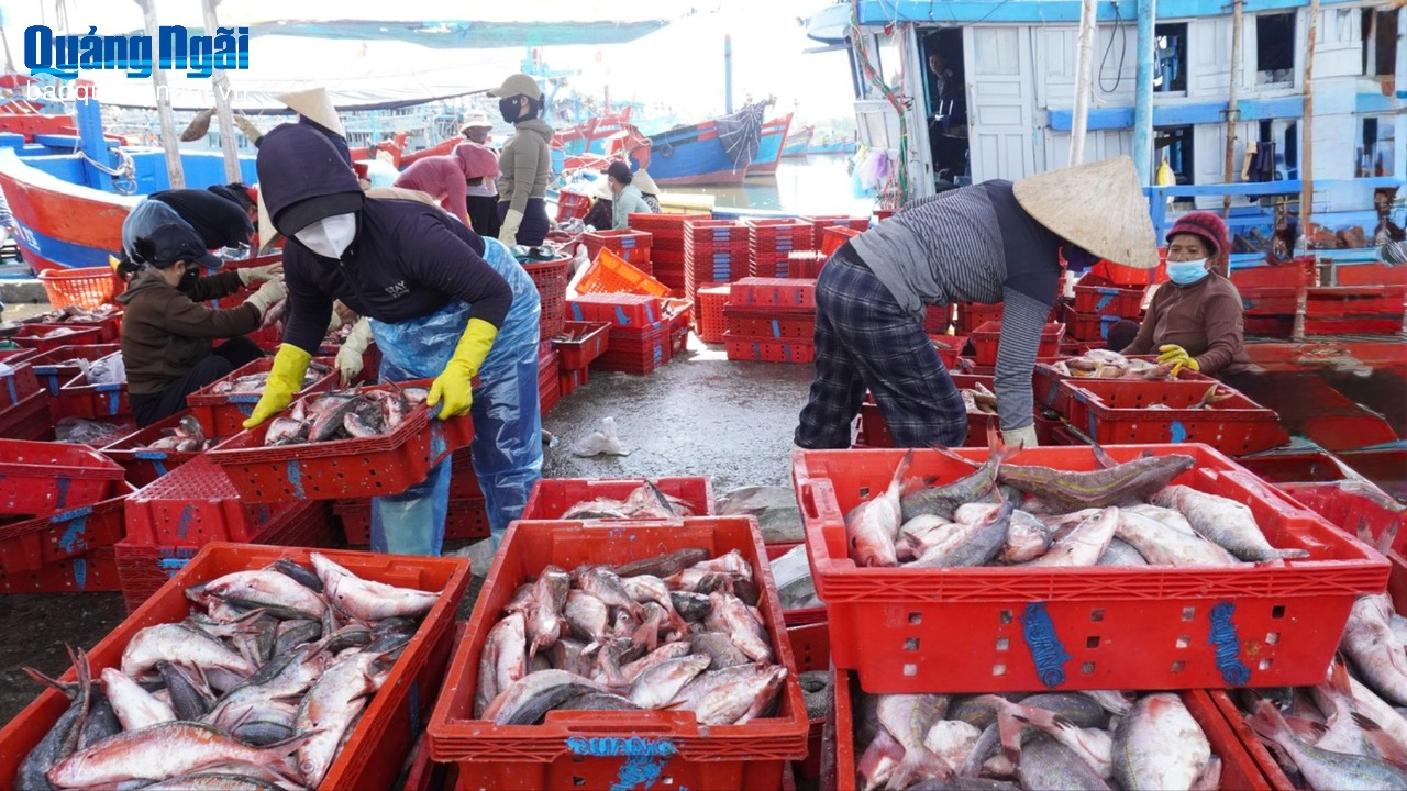 Vươn khơi bám biển