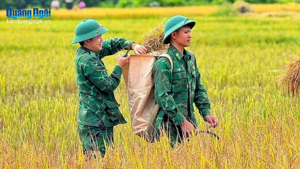 Bộ đội Biên phòng giúp dân thu hoạch mùa vụ